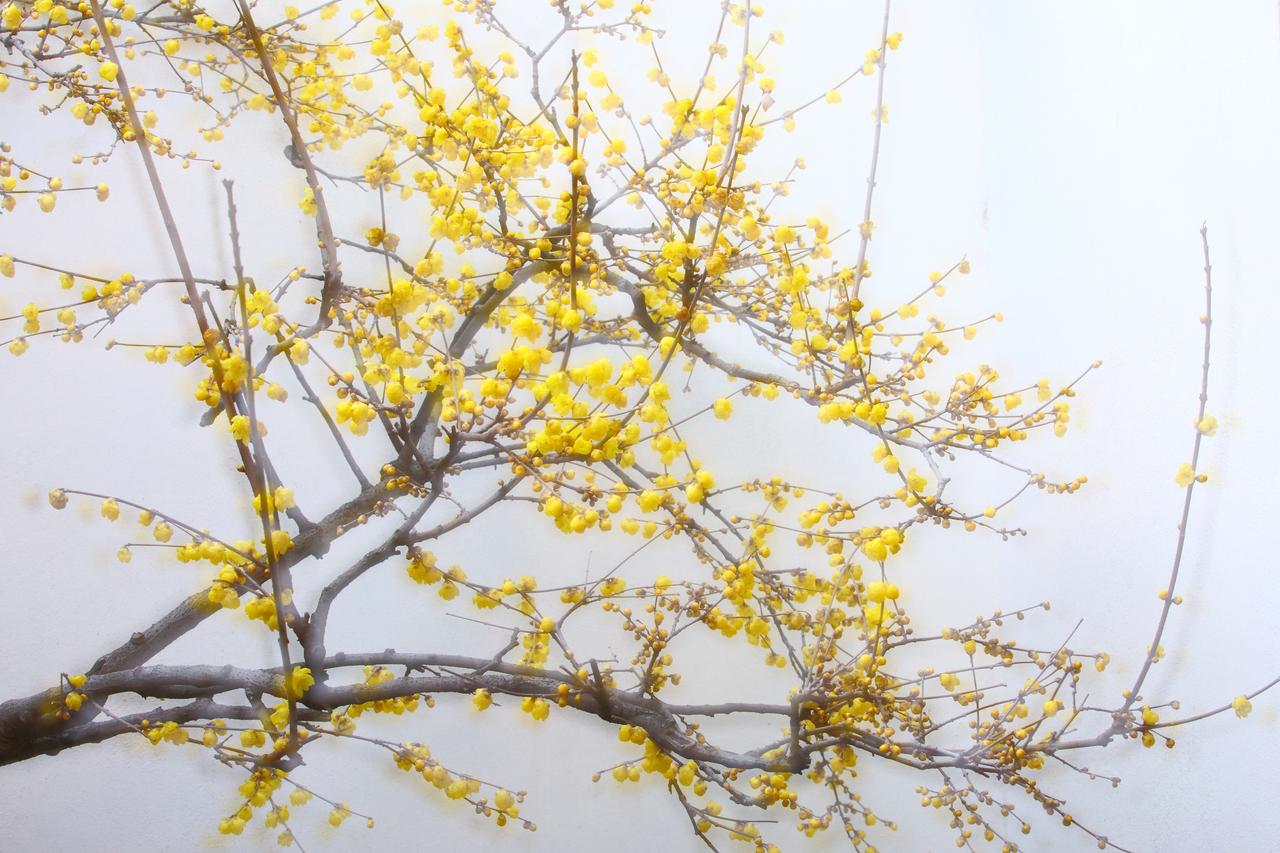 晒图笔记大赛三九江南赏蜡梅。霜风裹着些许寒凉，浸得江南石板路泛着清润的光。三九时