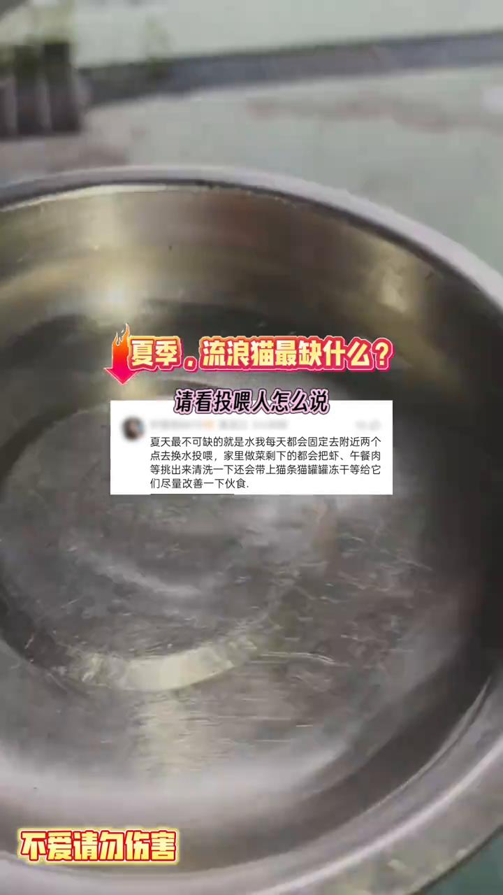 夏季流浪猫最缺什么？请看投喂人怎么说。
夏天最不可缺的就是水，我每天都会固定去附