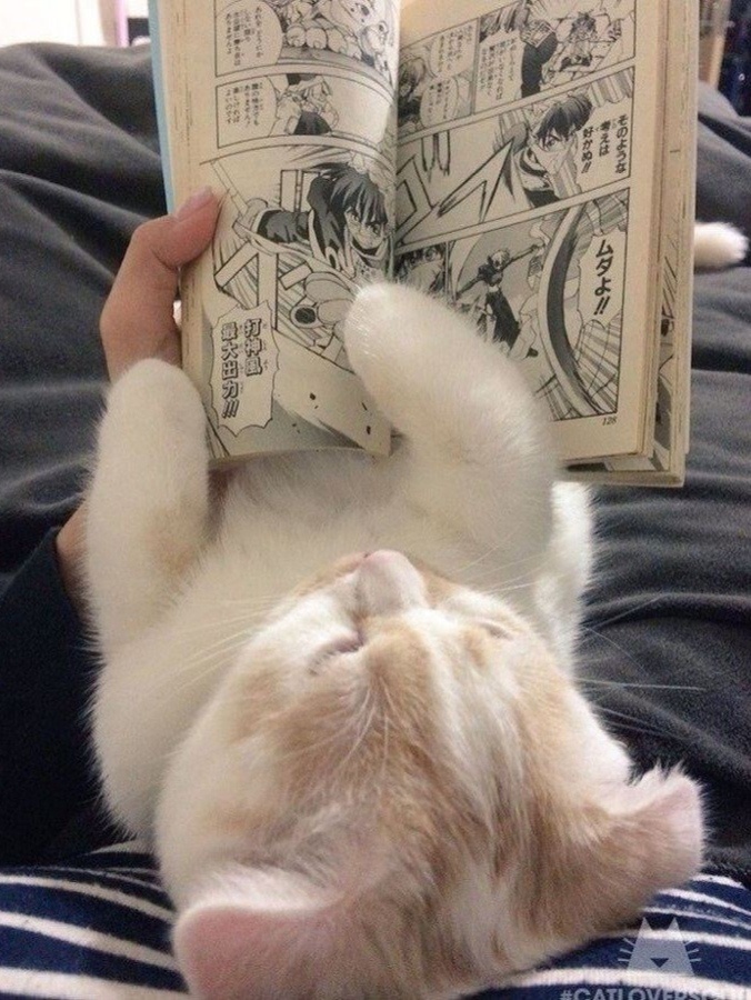 社媒描述的cat mom生活： 吕思瞳的cat mom生活： ​​​