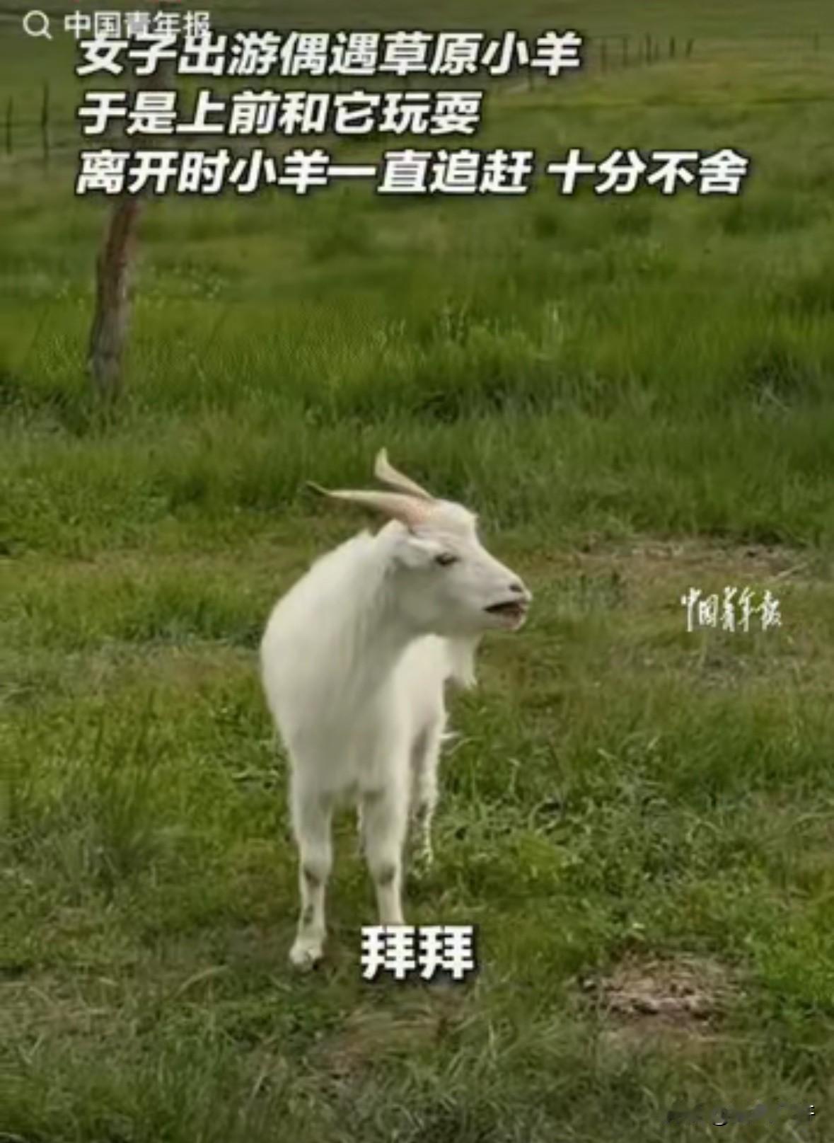 “太有灵性了！”女子去内蒙古旅行，与一只小羊玩耍建立了深厚的感情，离开时，女子对