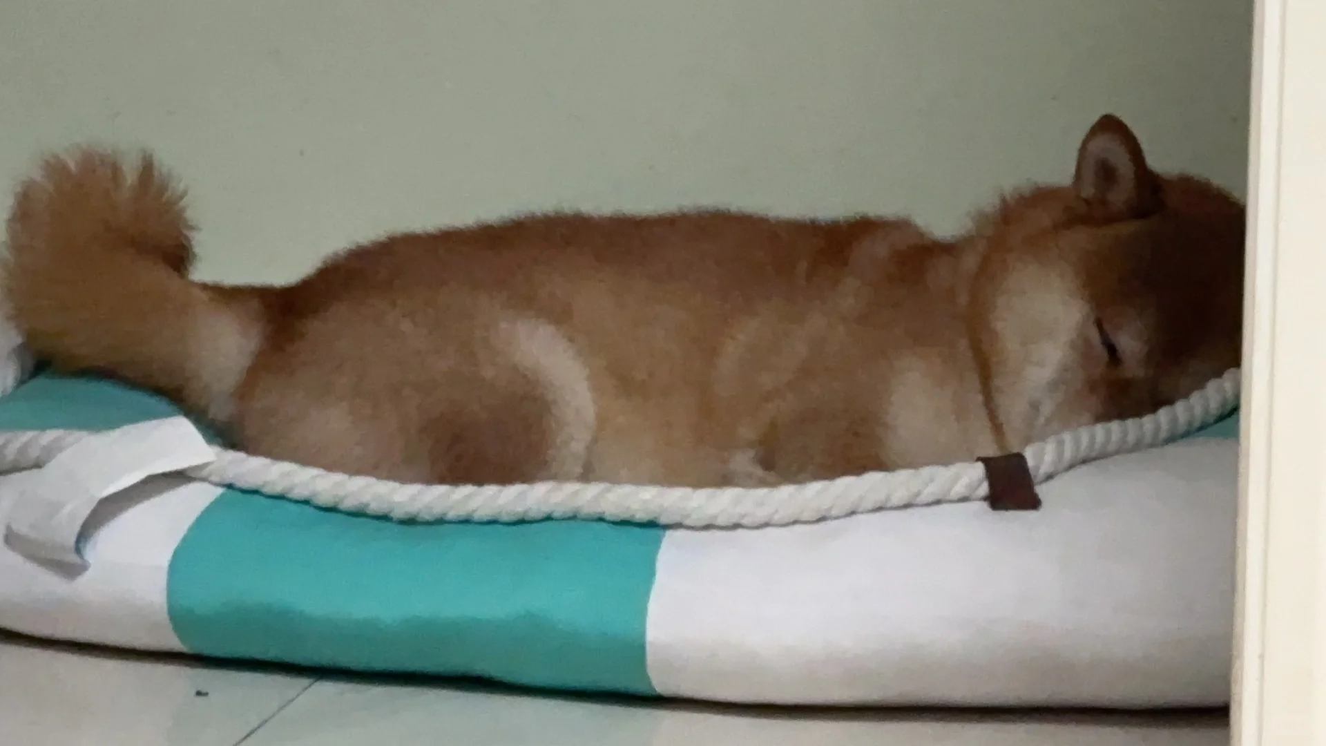 😴