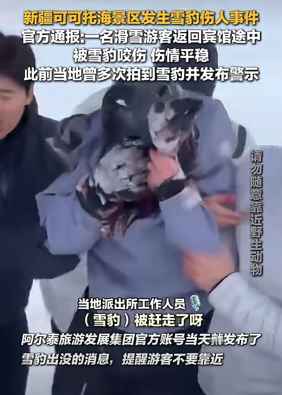 那只雪豹盯着她看了整整10分钟，才下嘴。
​
​1月23日，新疆可可托海景区发生