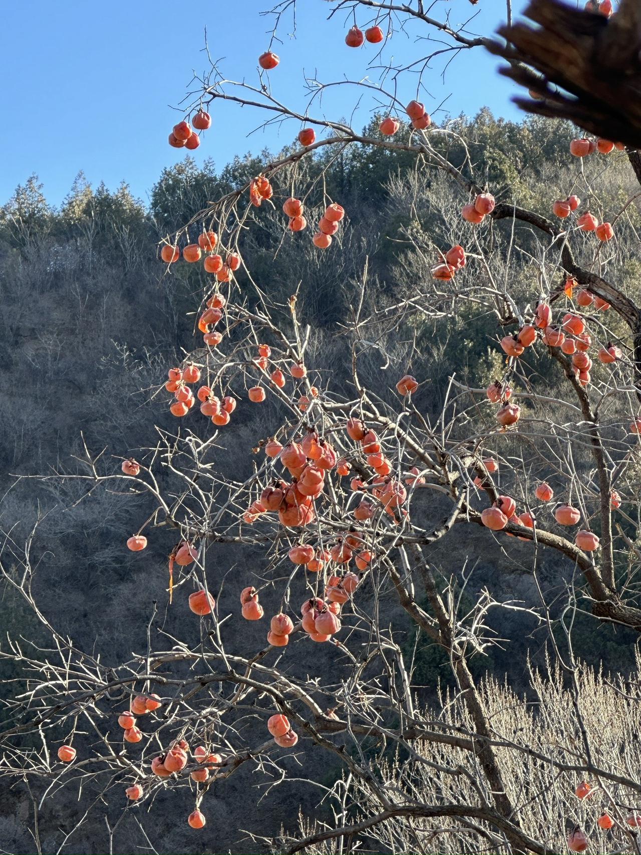 柿子红了 柿子树 果实累累 治愈系风景