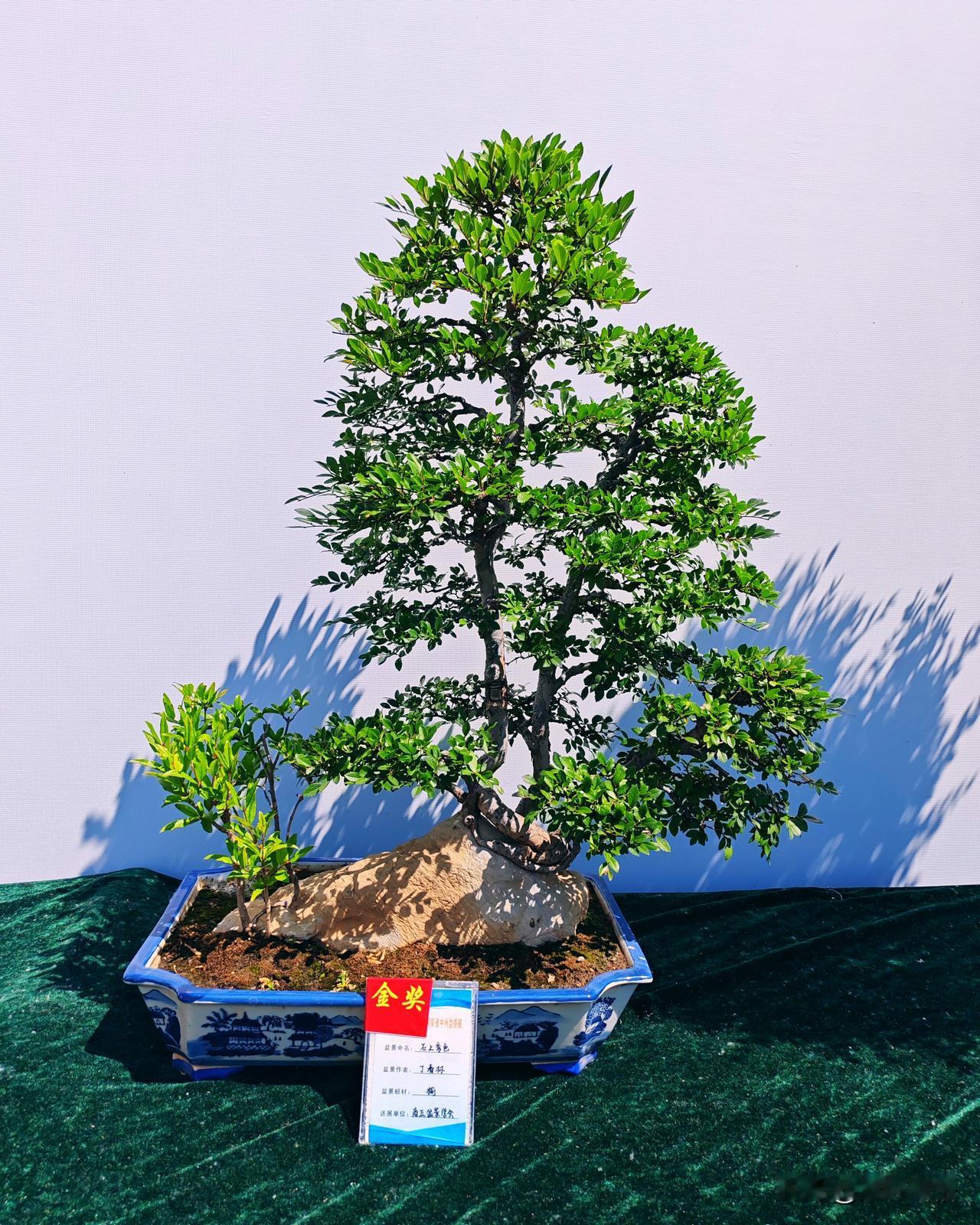 2026年第23届河南省中州盆景展（二十八）
