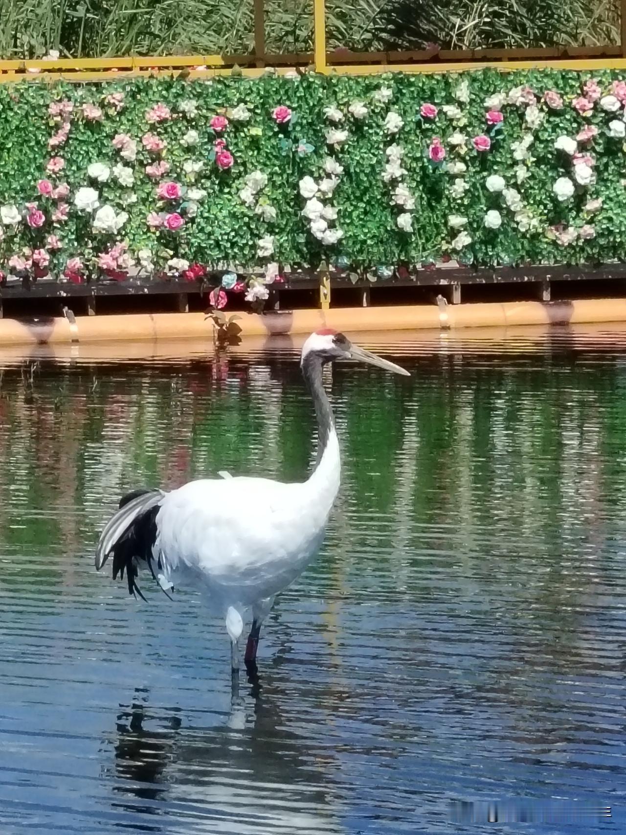 新的一年，我想陪陪外孙女，外孙女是我唯一孙女，孩子正好赶上计划生育的末期，也就没