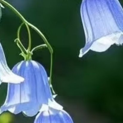 每日一善 风铃草的日常种植养护秘籍寓意：风铃草象征温柔、健康、感恩、创造力。喜欢