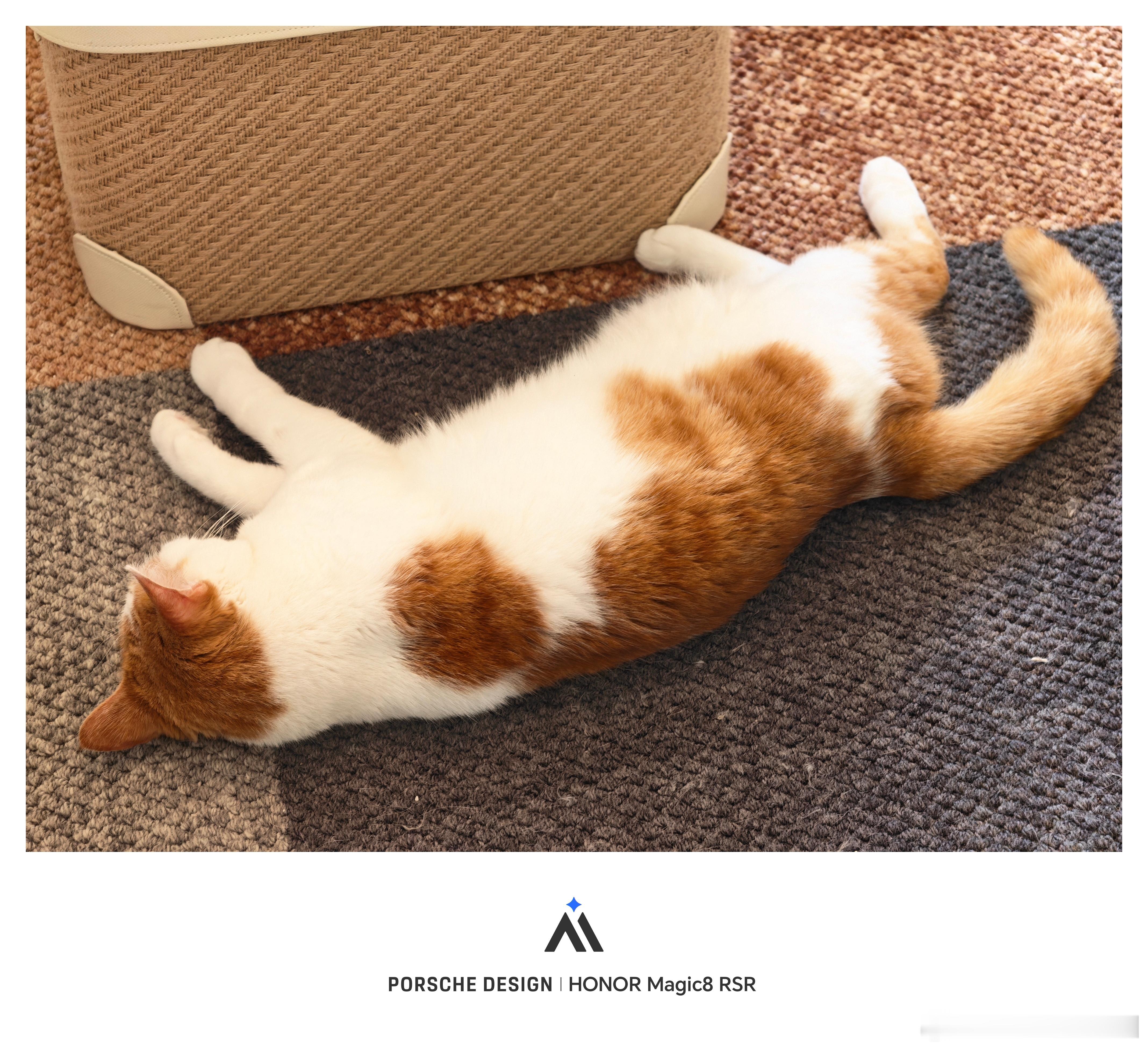 今天成都最高气温一下子蹿到29度，橘二已经在地上摊平了