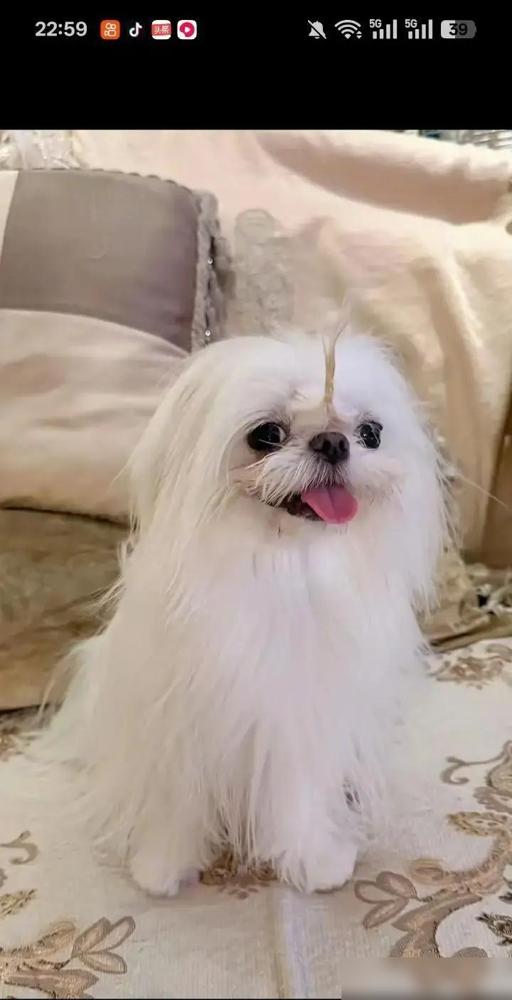 婚房已付款！鹿晗关晓彤低调锁死朝阳区备案系统刚更新，俩人用公司名义买了套4000