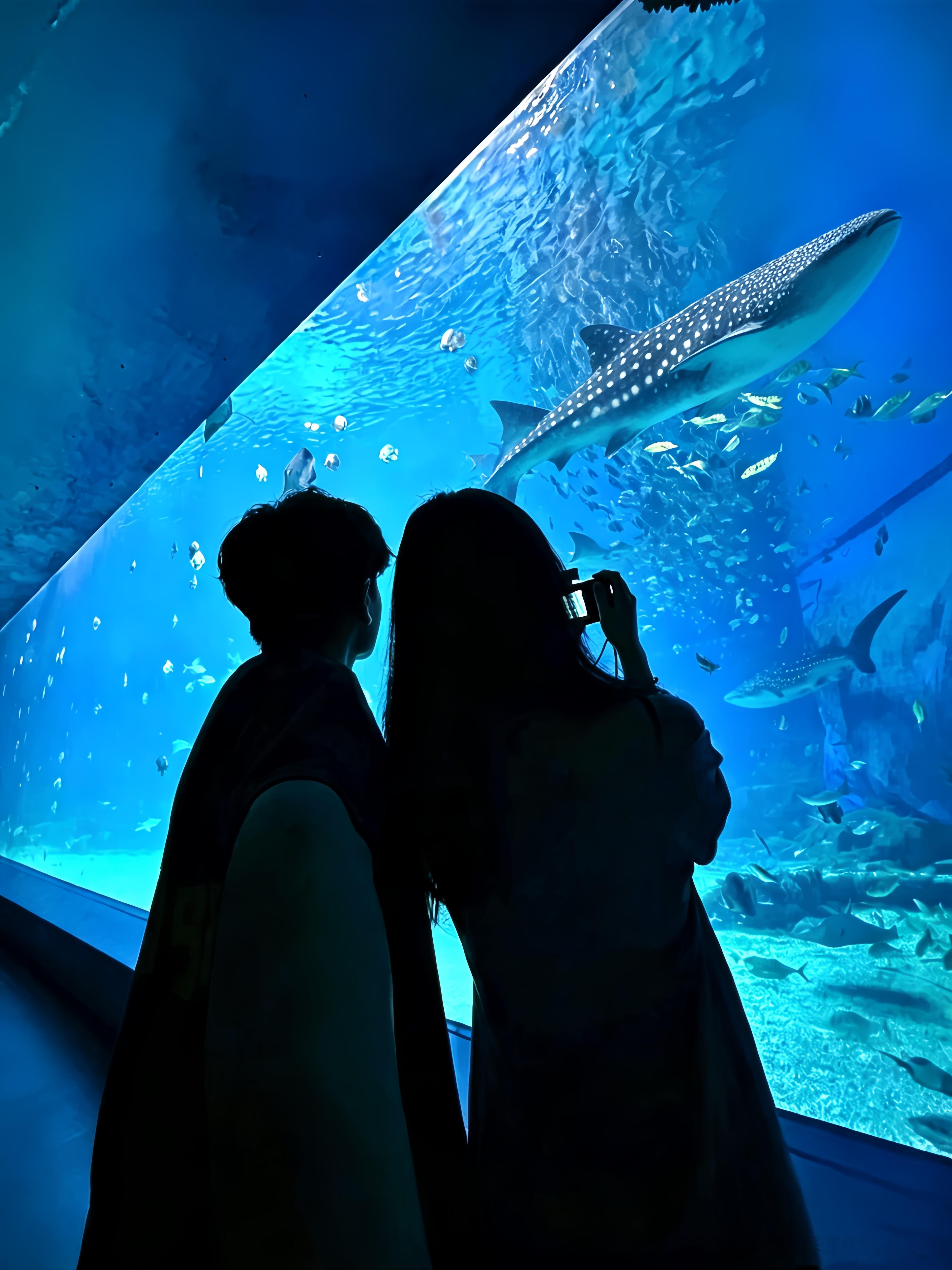上次来已经是六年前oomg🩵💙 珠海·珠海海洋乐园