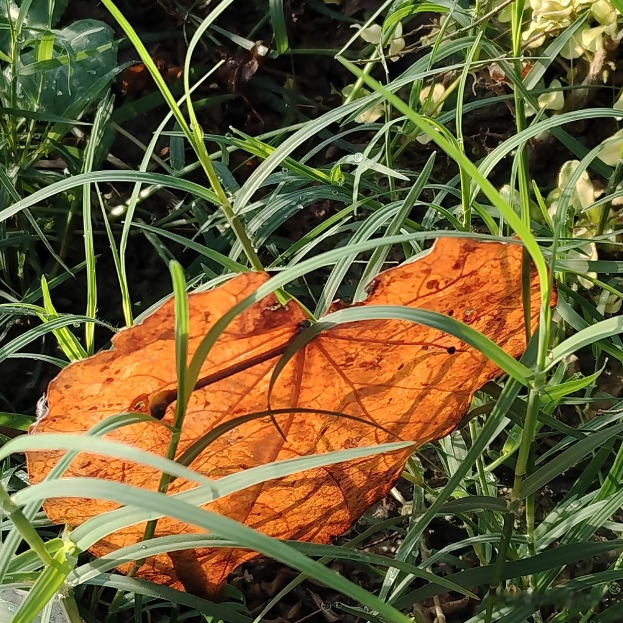 一片心形的叶子，在阳光的照耀下，纹理清晰得可爱。走过去，又折回来，因为不想错过，