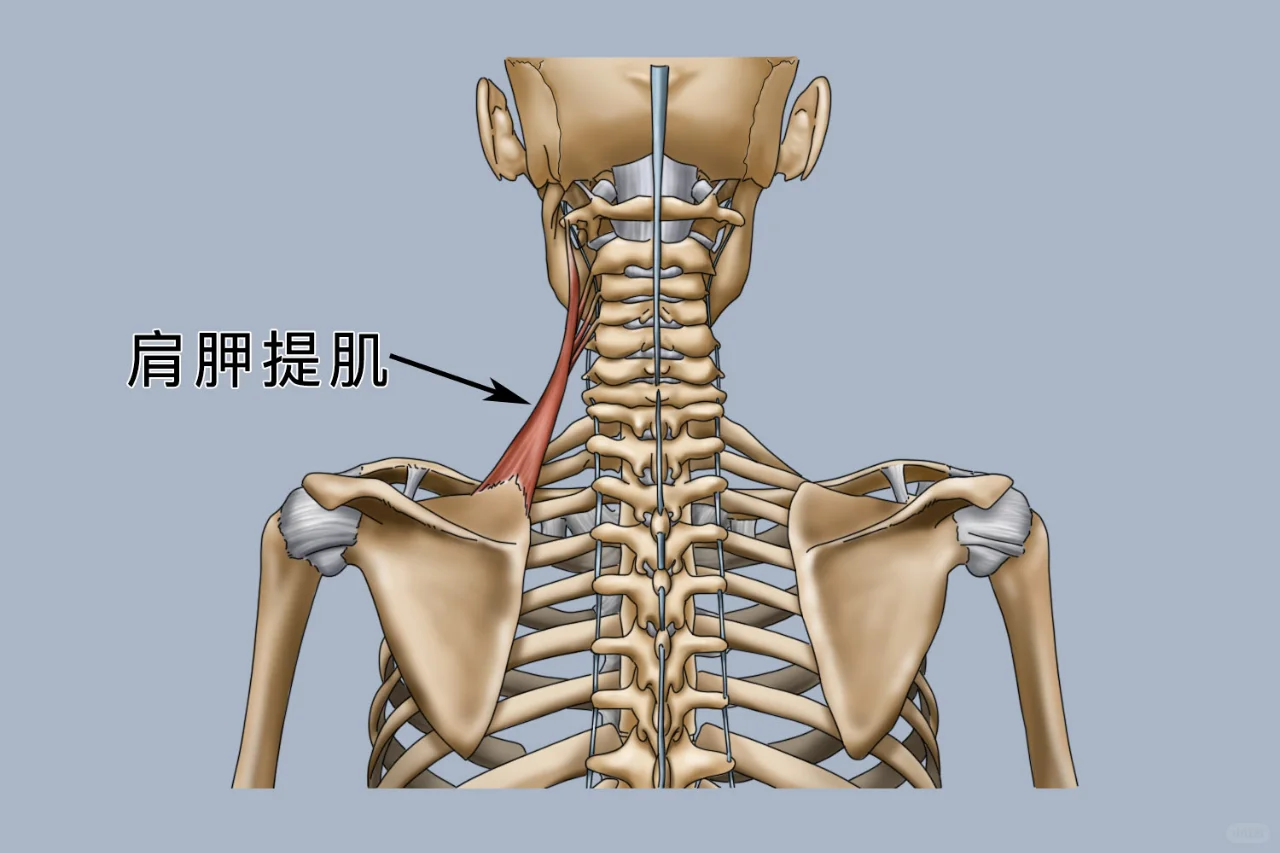 肩胛提肌位置图