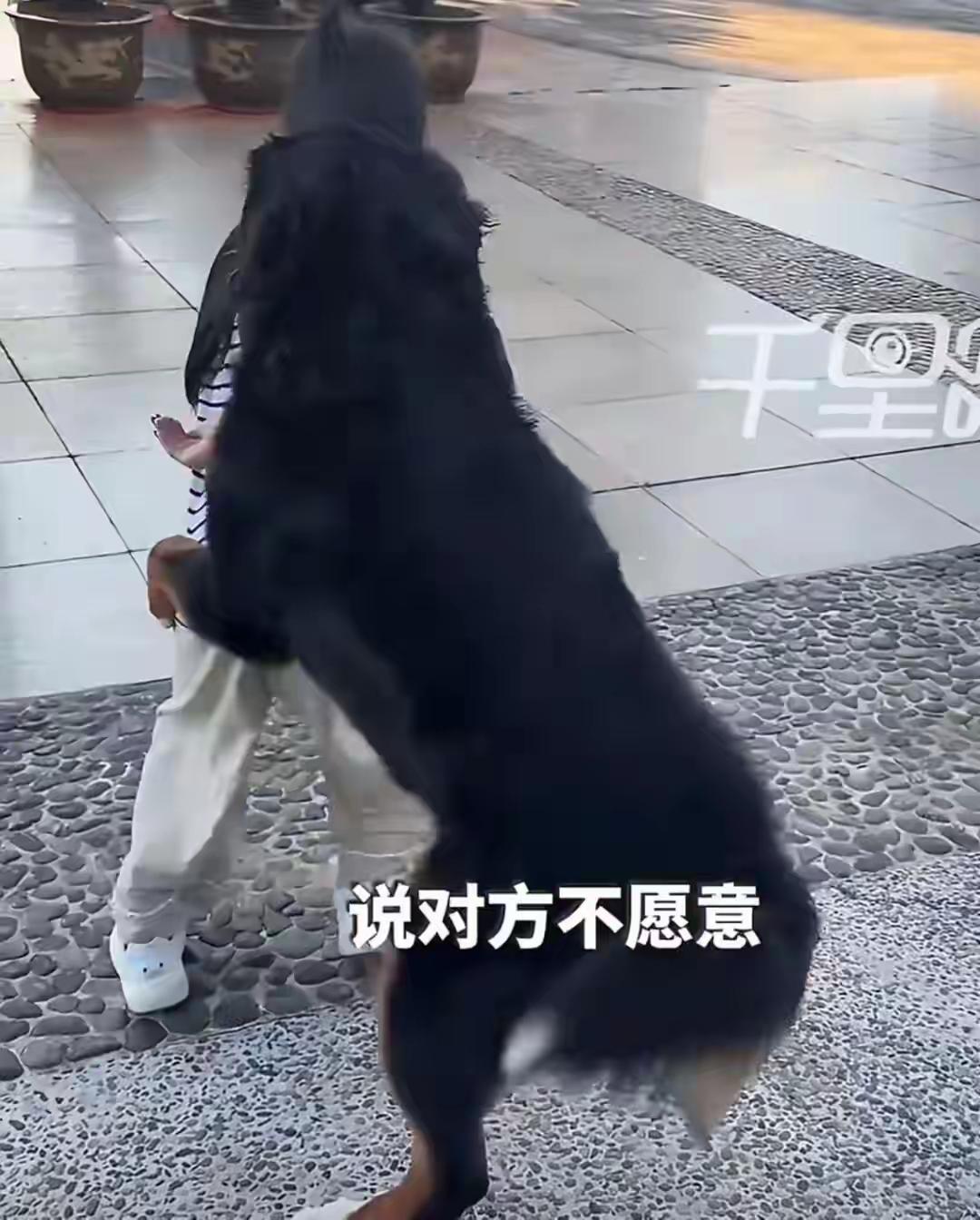 太吓人了！云南玉溪一只大狗袭击女童！6月22号，在云南玉溪，一条未牵绳的大狗在公