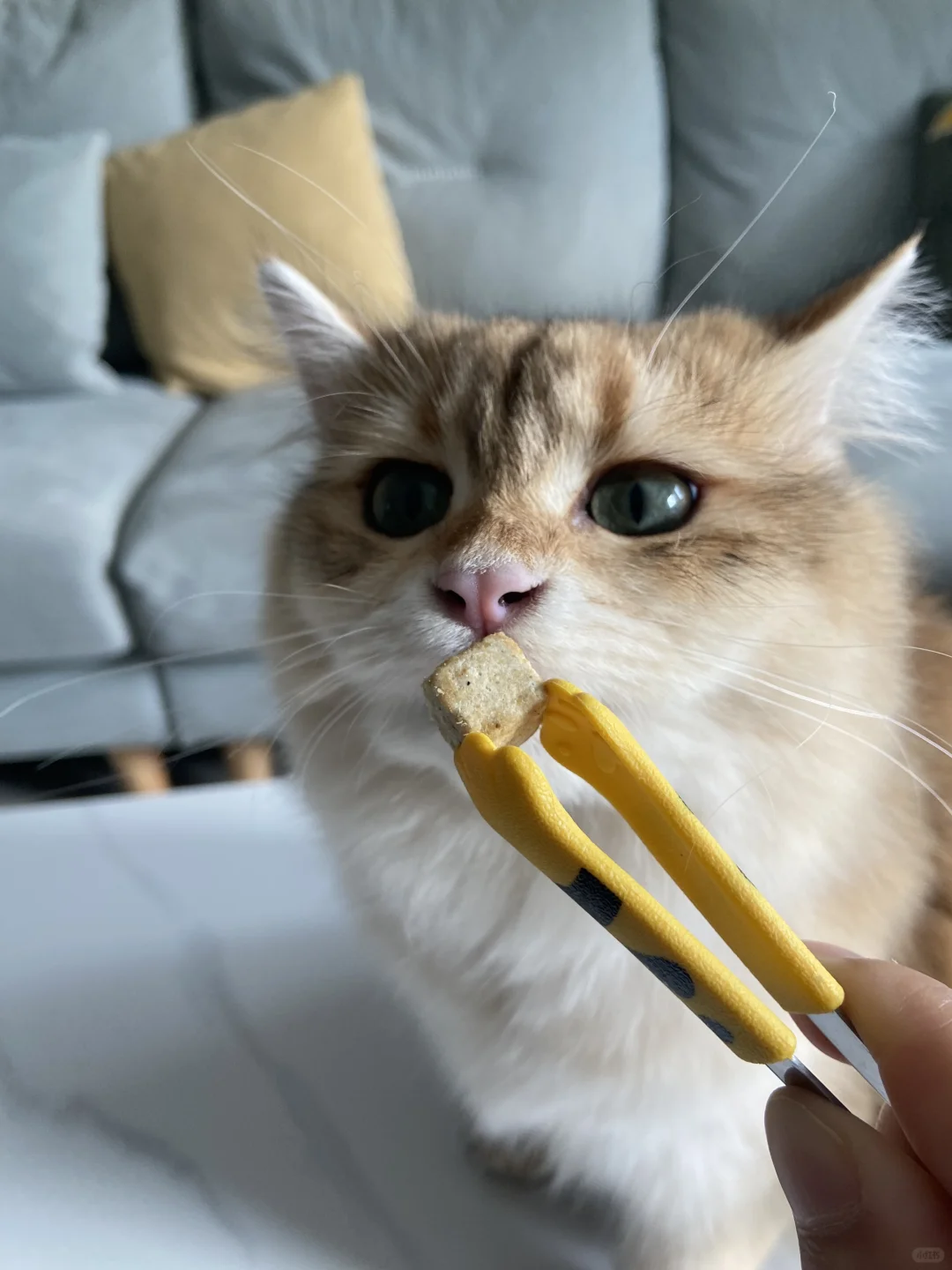 爱干净的贪吃猫咪