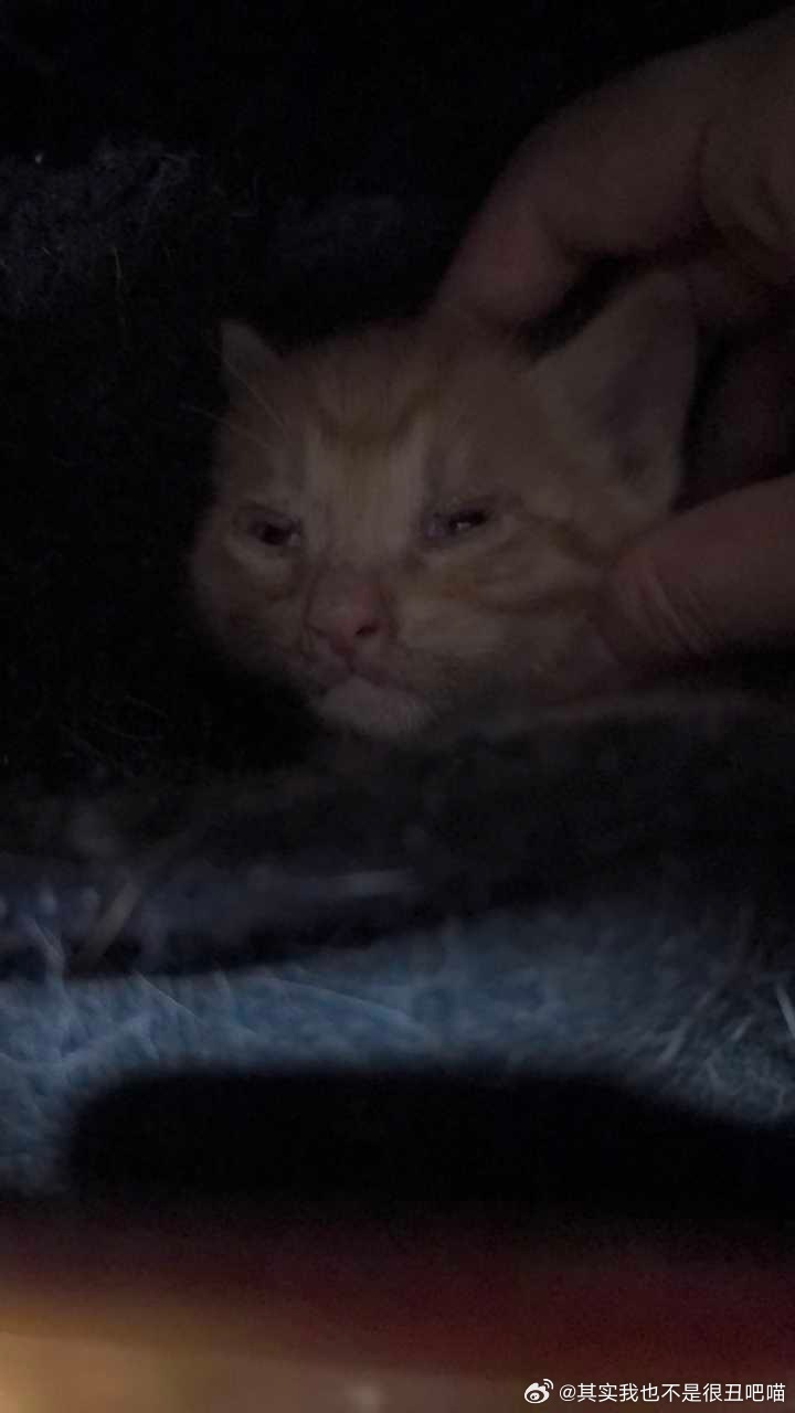 49858【丑猫】宝宝。。你好可怜。。但是真的好丑。。 