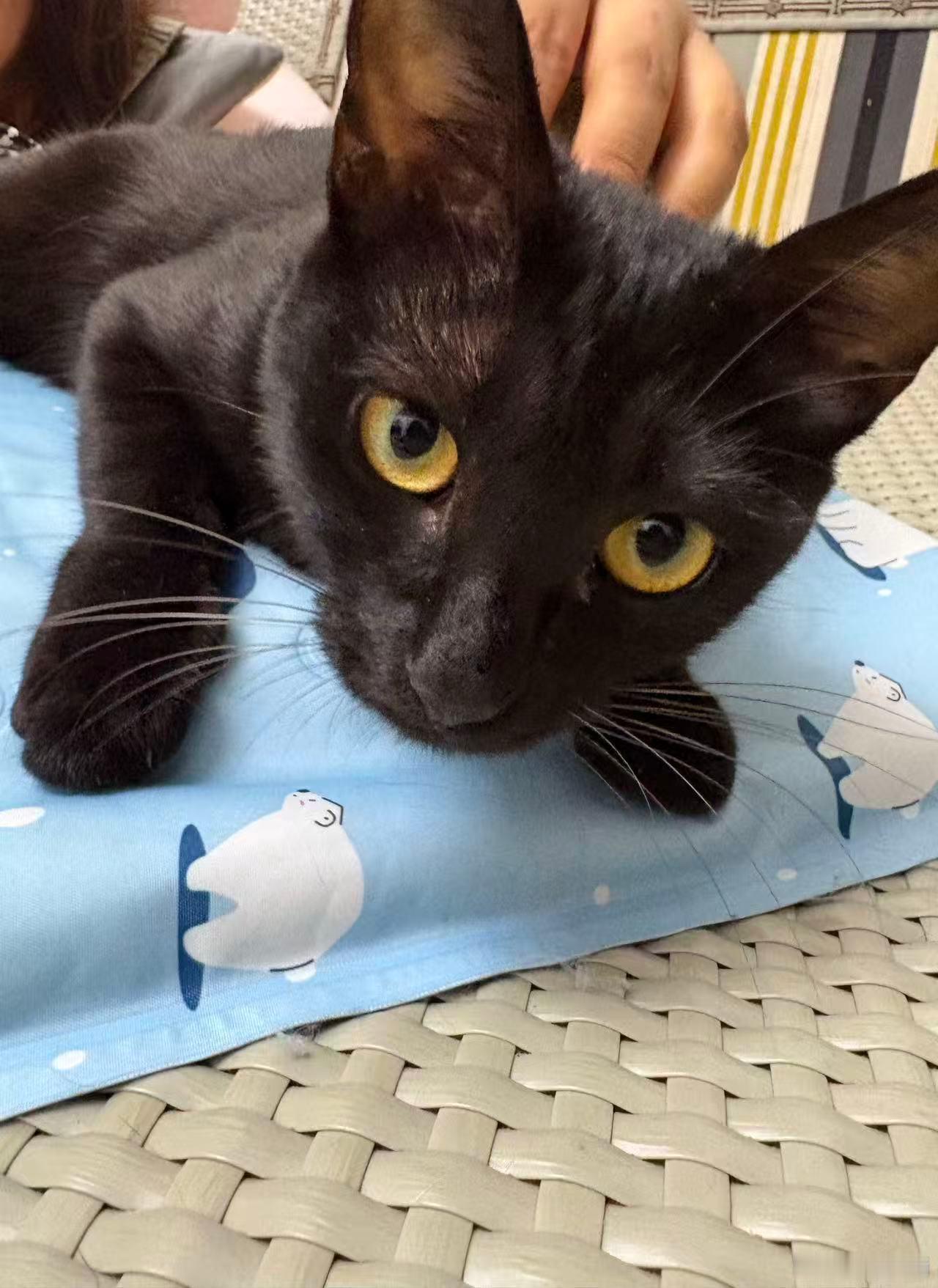 我家丑猫我要投丑猫bot了 