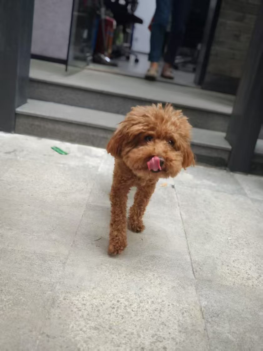 宠物走失 🐶 狗 【帮转】坐标:杭州市拱墅区左家新村昨日发现一只疑似迷路的泰迪