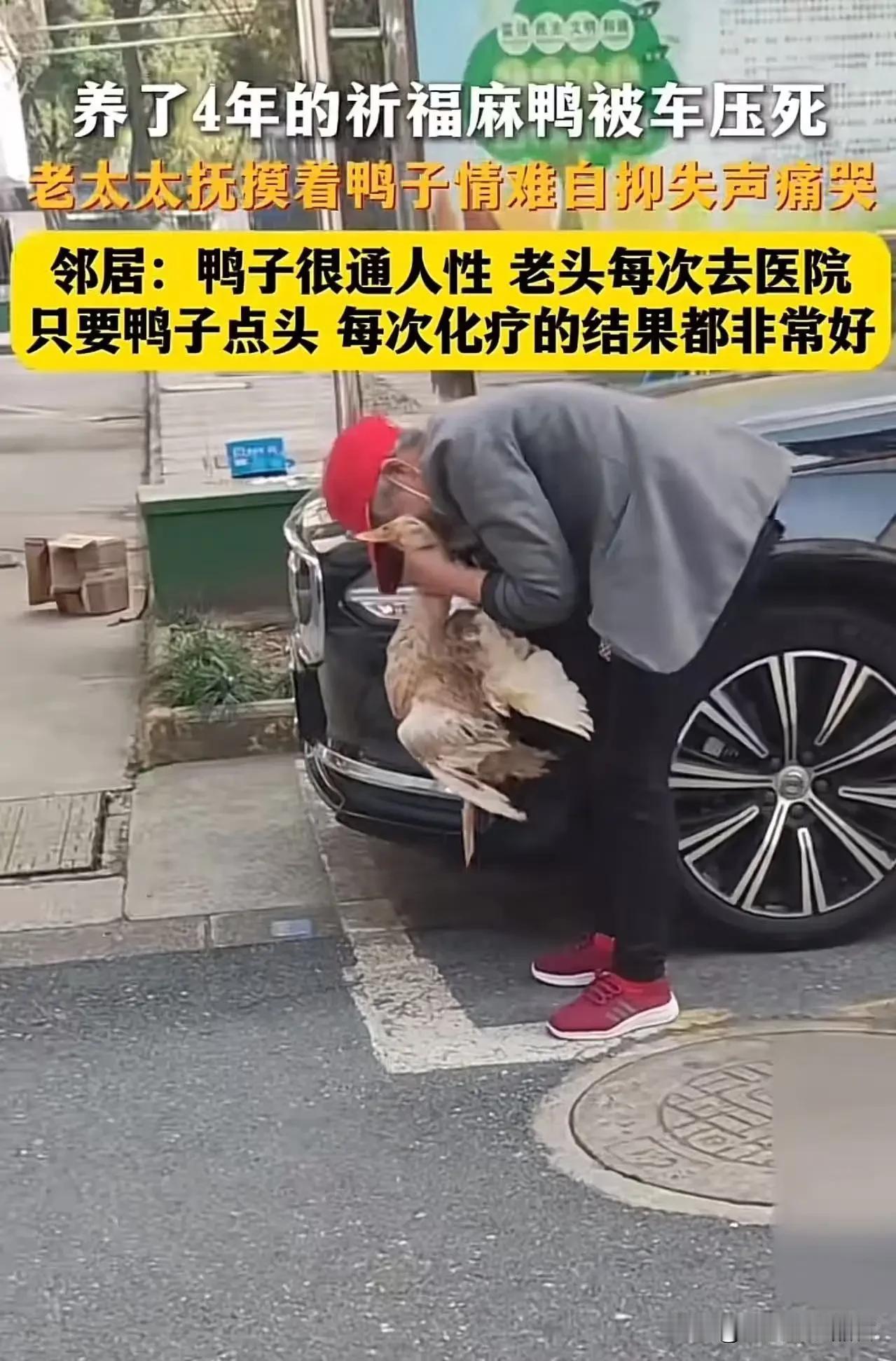 江苏昆山，养了4年的祈福麻鸭被车压死，老太太抚摸着鸭子情难自抑失声痛哭！邻居：鸭
