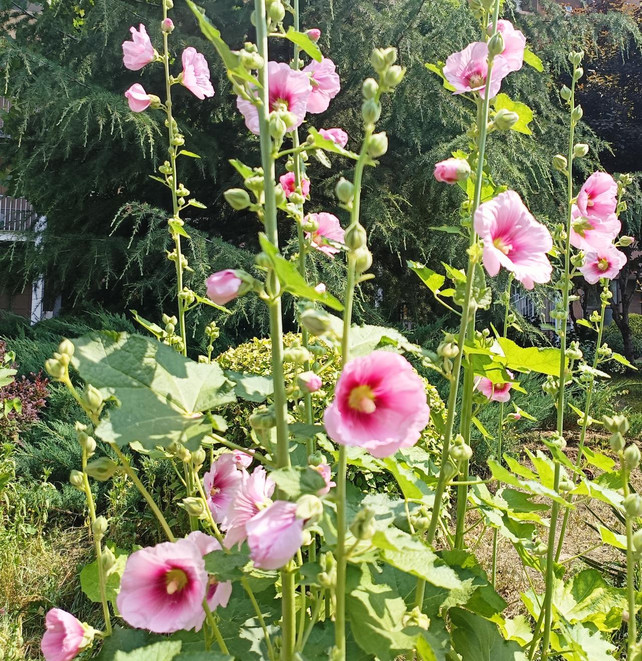 清风拂面，繁花轻摇，拂去心头纷扰。
漫步家门巷陌，在寻常烟火里寻一份治愈，心底常