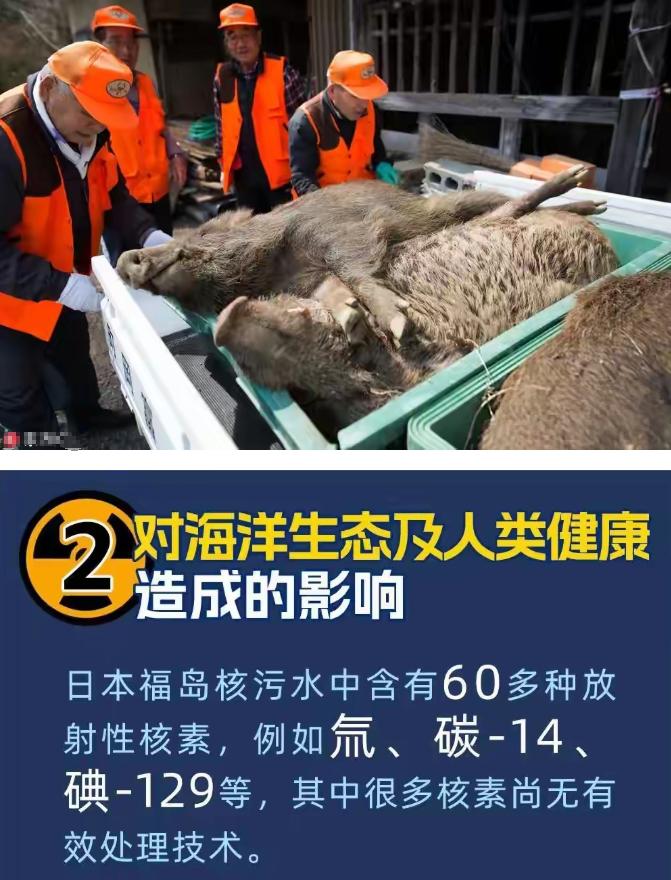 瞒了整整十五年，结果被福岛野外的几头野猪无情戳穿，日本核污染谎言彻底藏不住了。