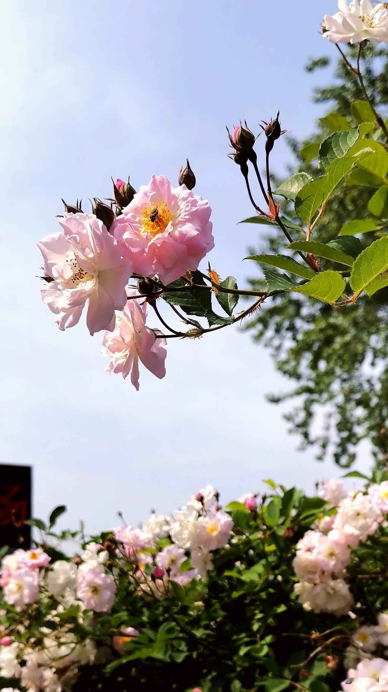 欣赏李清照词《残花》：
花开花落花无悔，缘来缘去缘如水。
花谢为花开，花飞为花悲