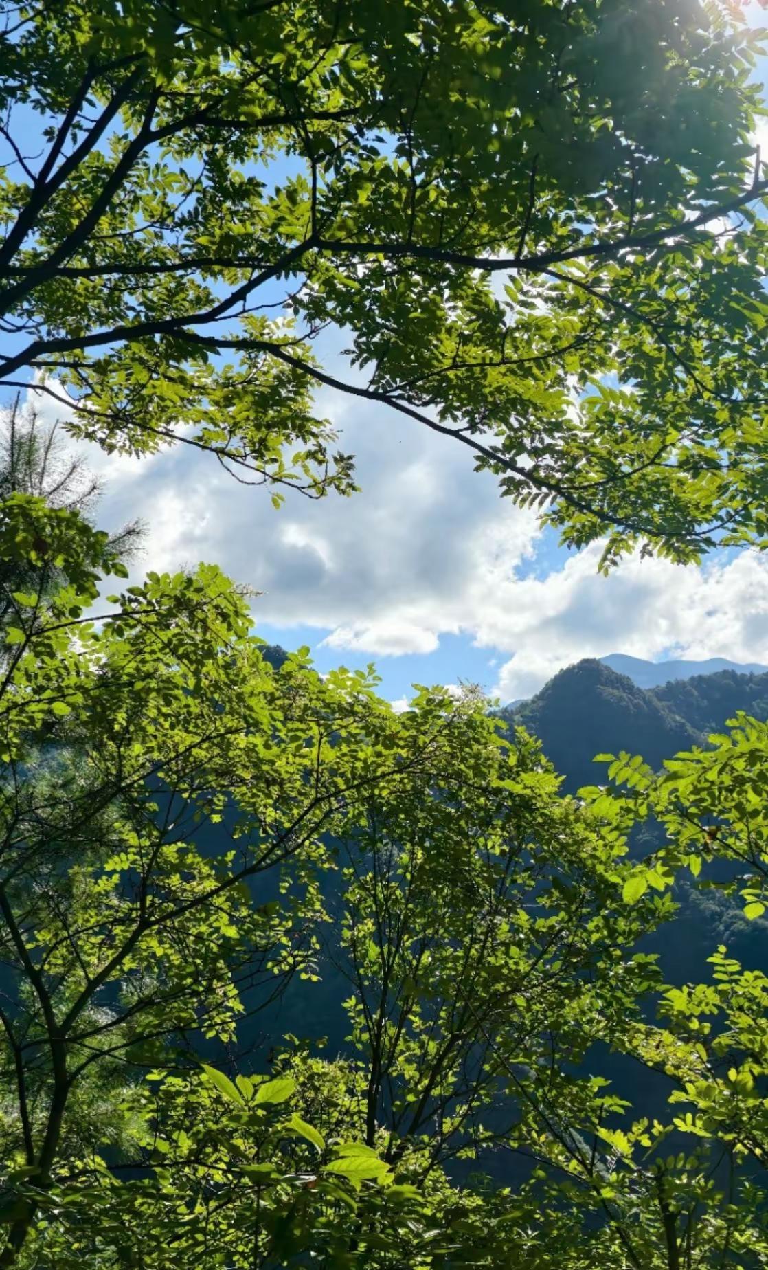夏日徒步好去处当属金佛山～穿行密林步道，清风伴草木清香，一路慢行赏山间风光，清凉