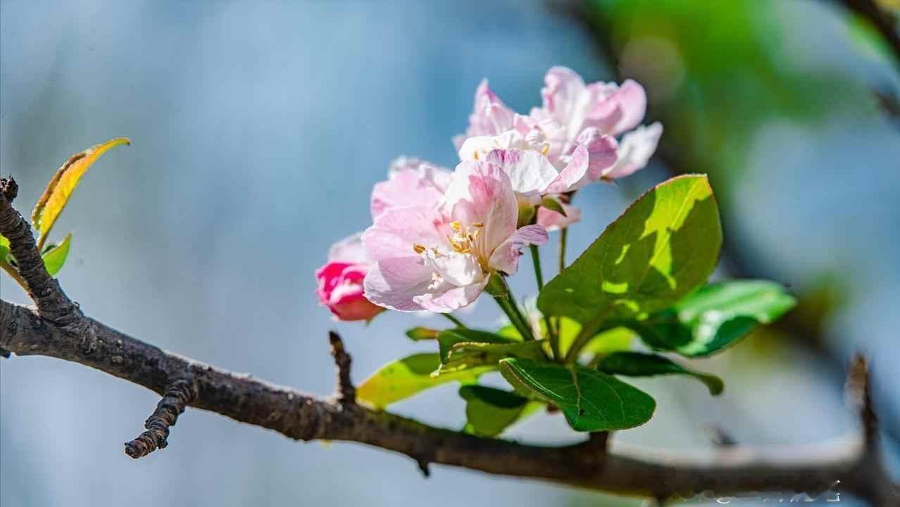 “最快女护士”张水华被医院警告处分，
指其存在违规兼职取酬、以虚假理由获得调休行