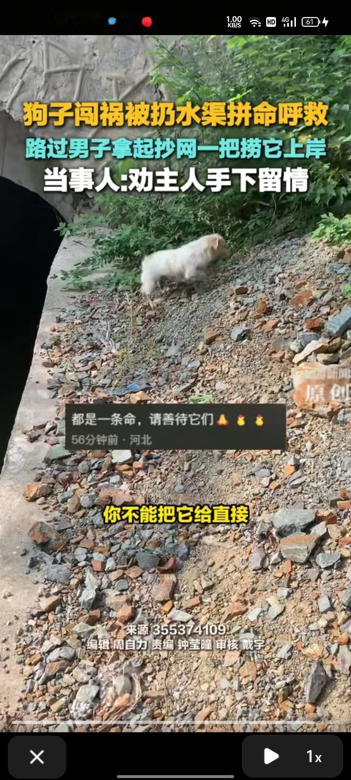10月8日，黄冈市蕲春县。网友发视频称，狗子因咬死鸡惹祸，被主人一气之下丢进水渠