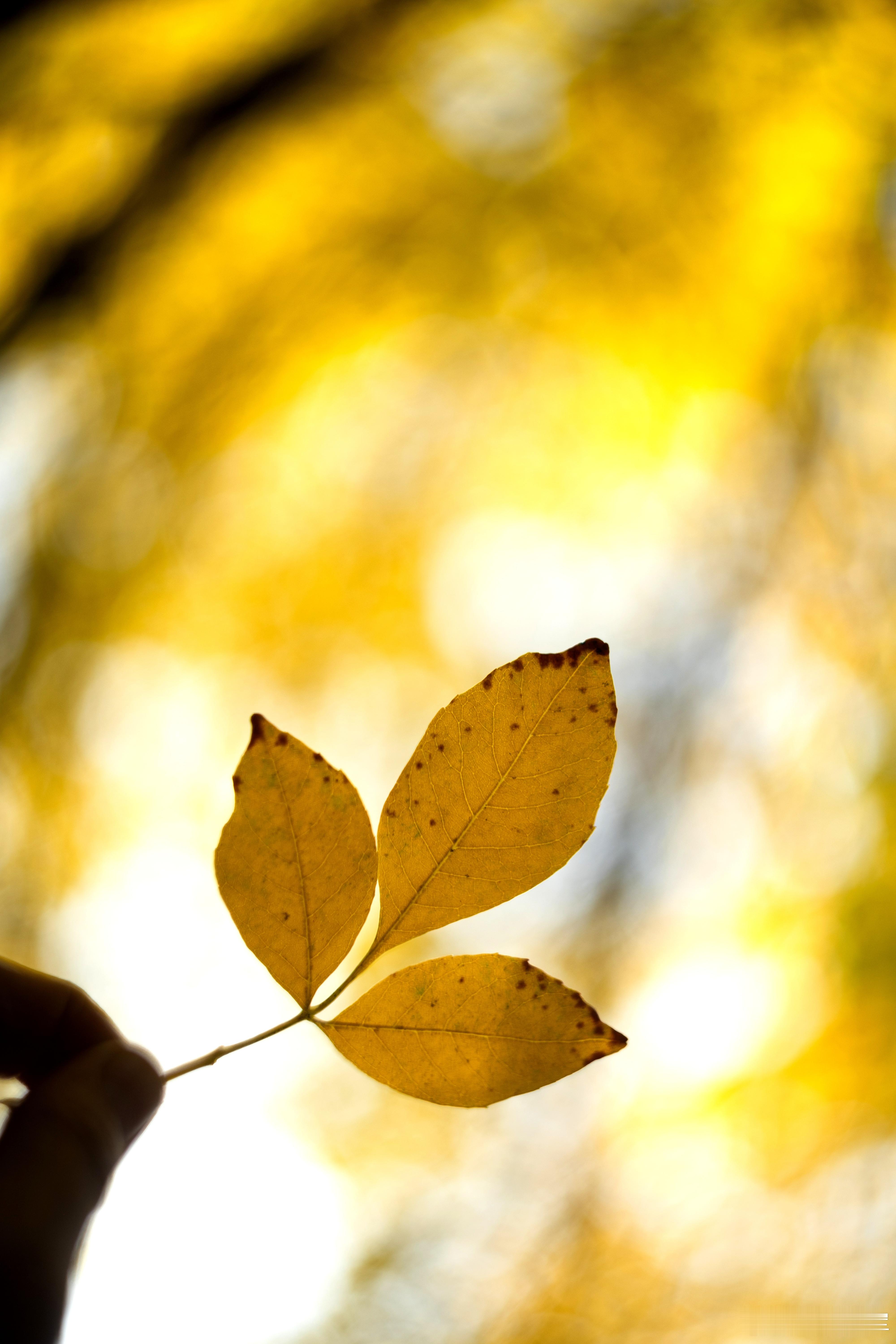 南锣向北秋日北京漫游记 ​​​摄影​​​