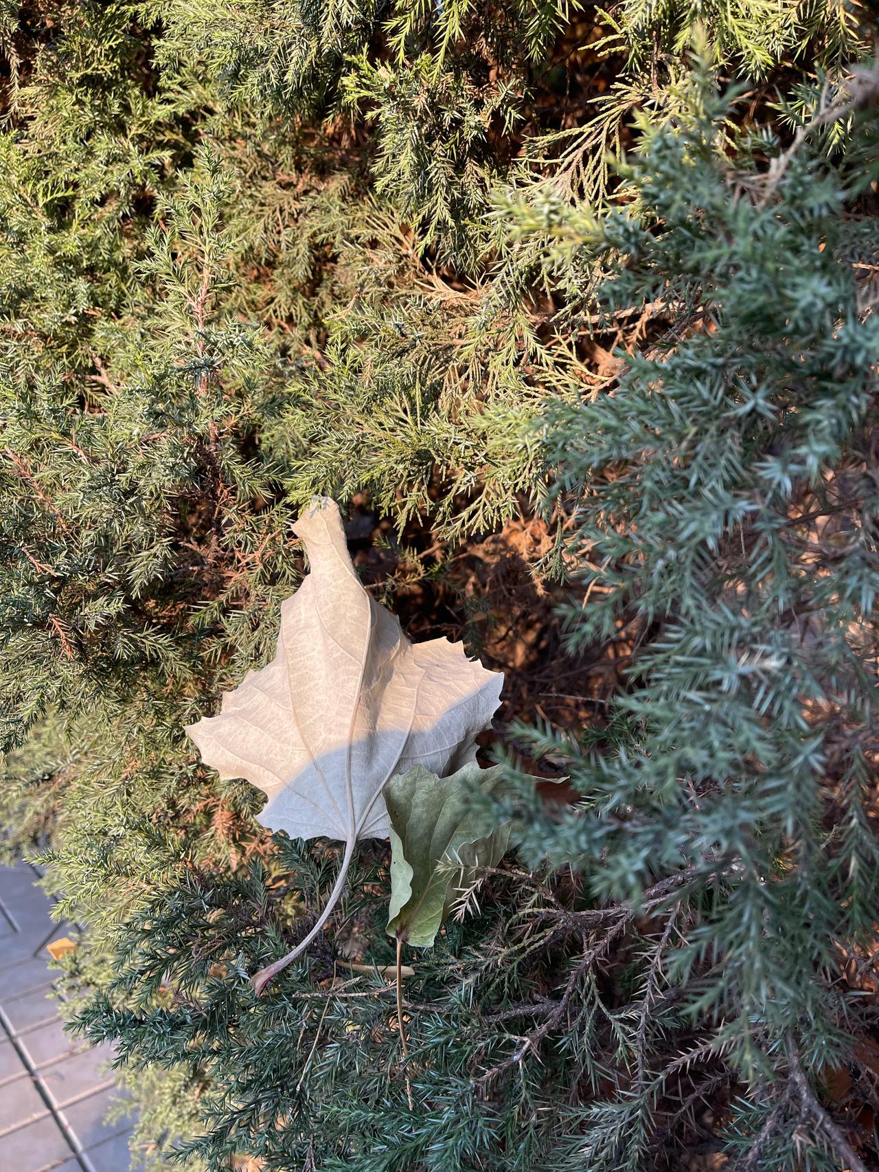 园区的摆渡在冷风吹拂下换成了小巴🚐，开门不止是扑面的暖意，还有小哥递过来的一小