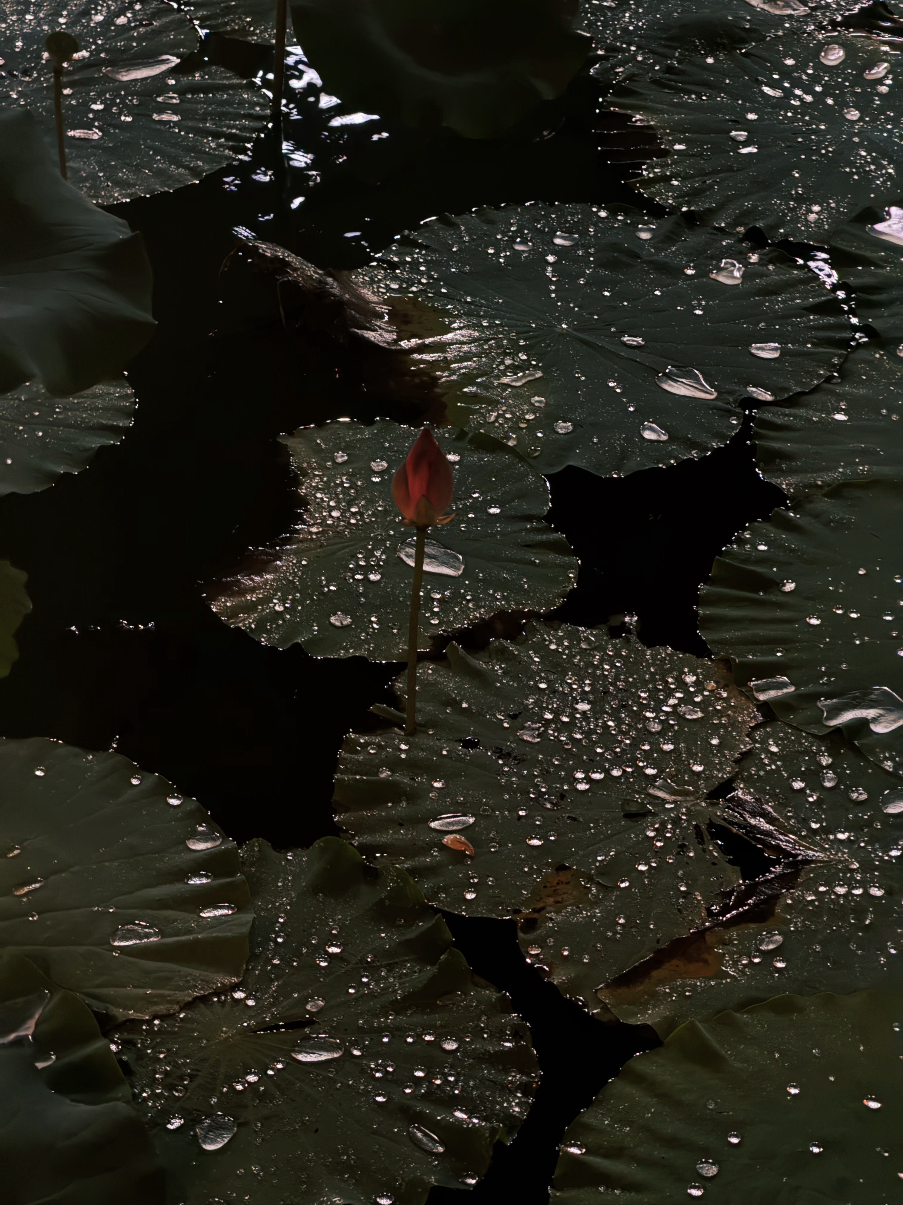 看图山居静好，实则风雨同舟 湖州·西坡·劳岭良室