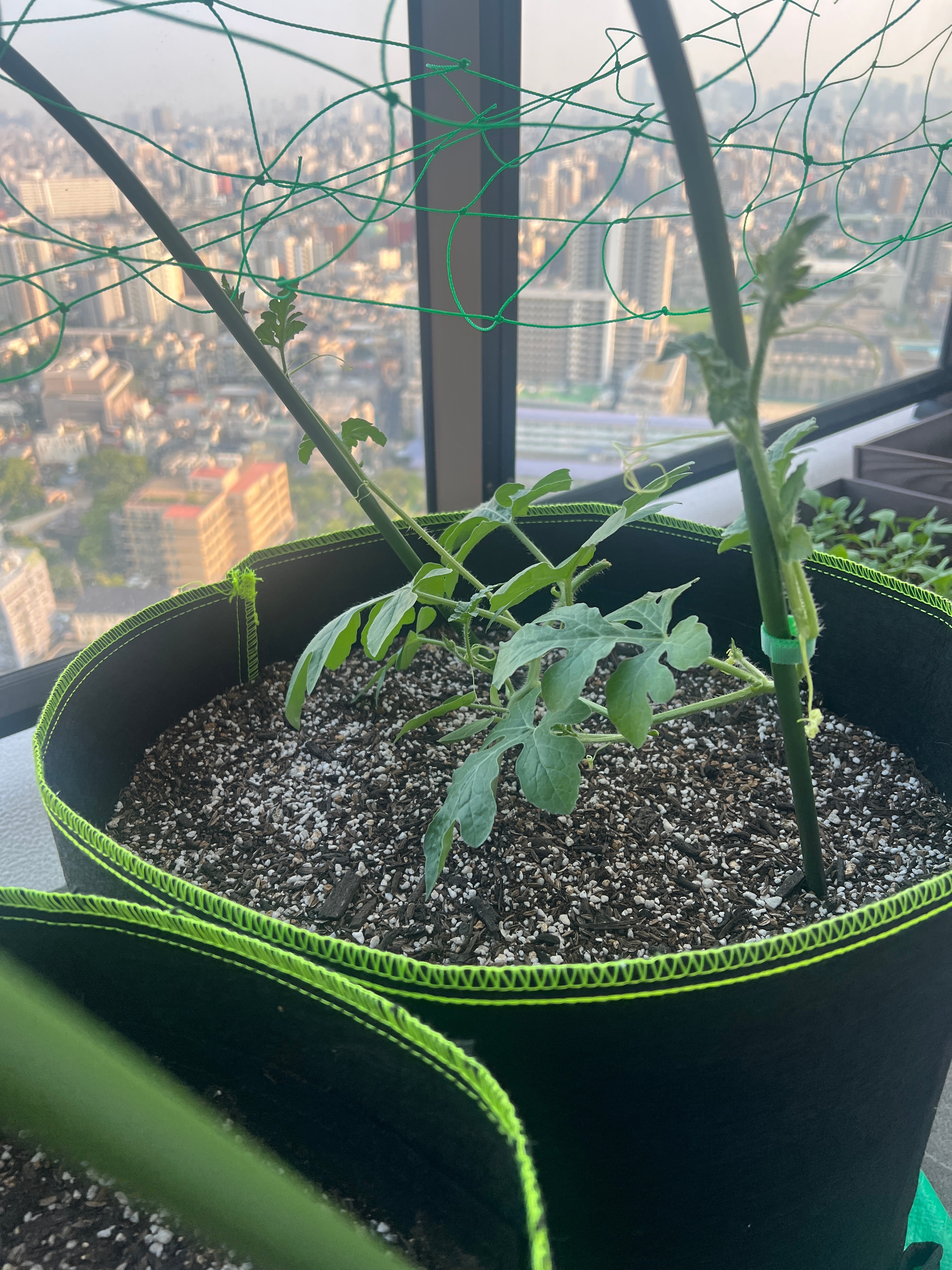 看我种的西瓜，是不是长得还行。都分不清哪个是主蔓哪个是侧蔓了。 