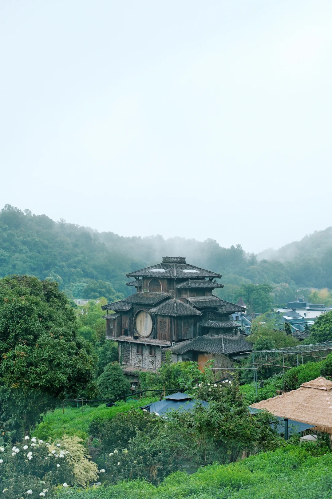 上海周边路线【第21期】西湖限定桂花满陇觉