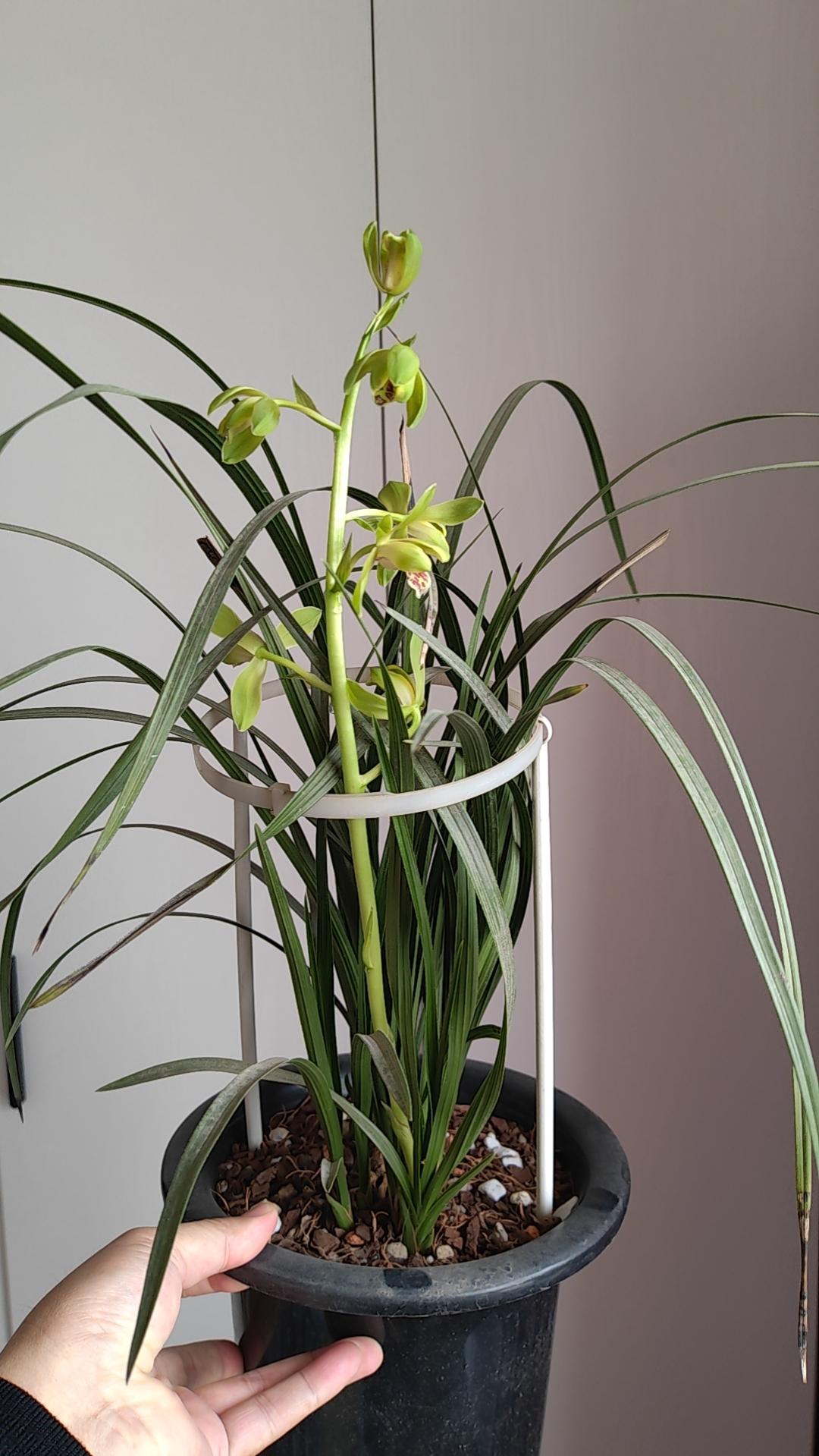 莳养多年的蕙兰大一品，终于开花了，花型大方，气味悠香，醉人心脾，