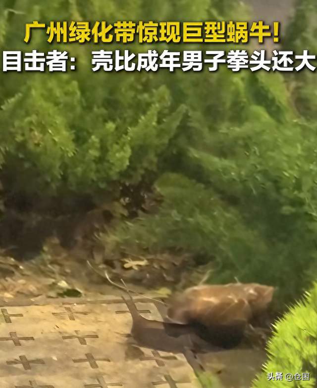 广东绿化带惊现拳头大蜗牛，粤省人的第一反应让全网沉默了