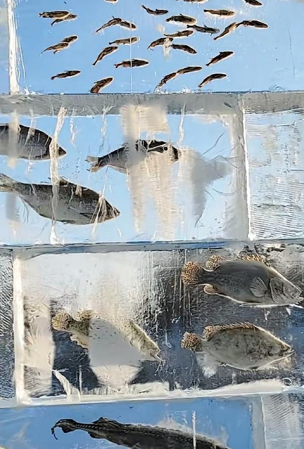 黑龙江3米冰封鱼墙火疯了！3个真相戳破误解，这才是东北硬核浪漫
 
作为跑遍全国