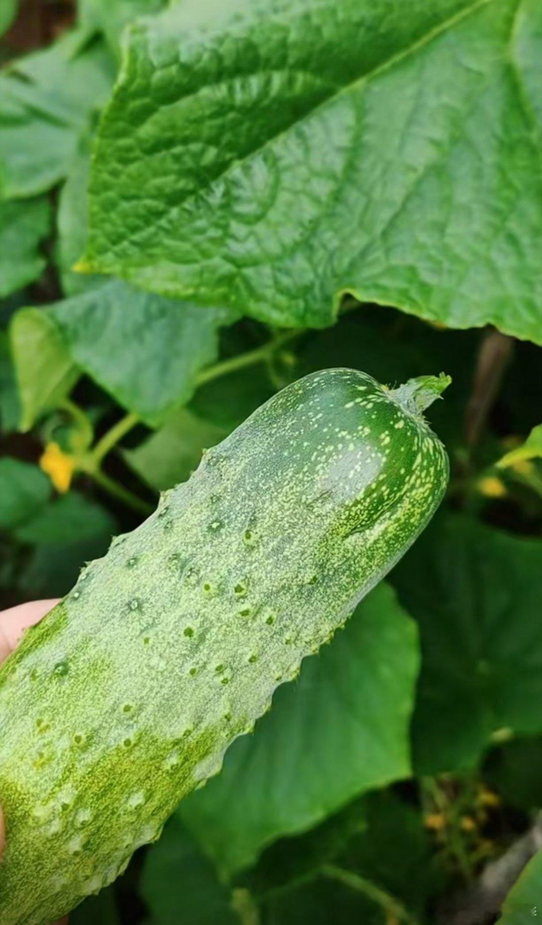 北京快下暴雨了，摘点菜回家。 