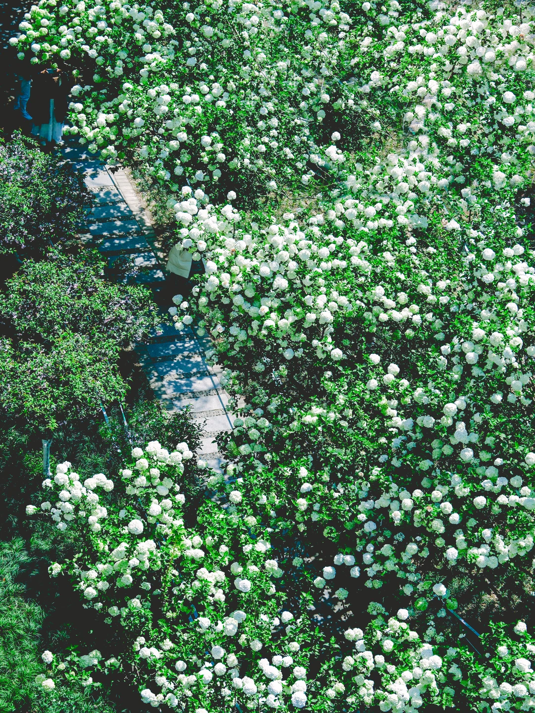 99%南京人不知道！拍木绣球花海的秘密基地