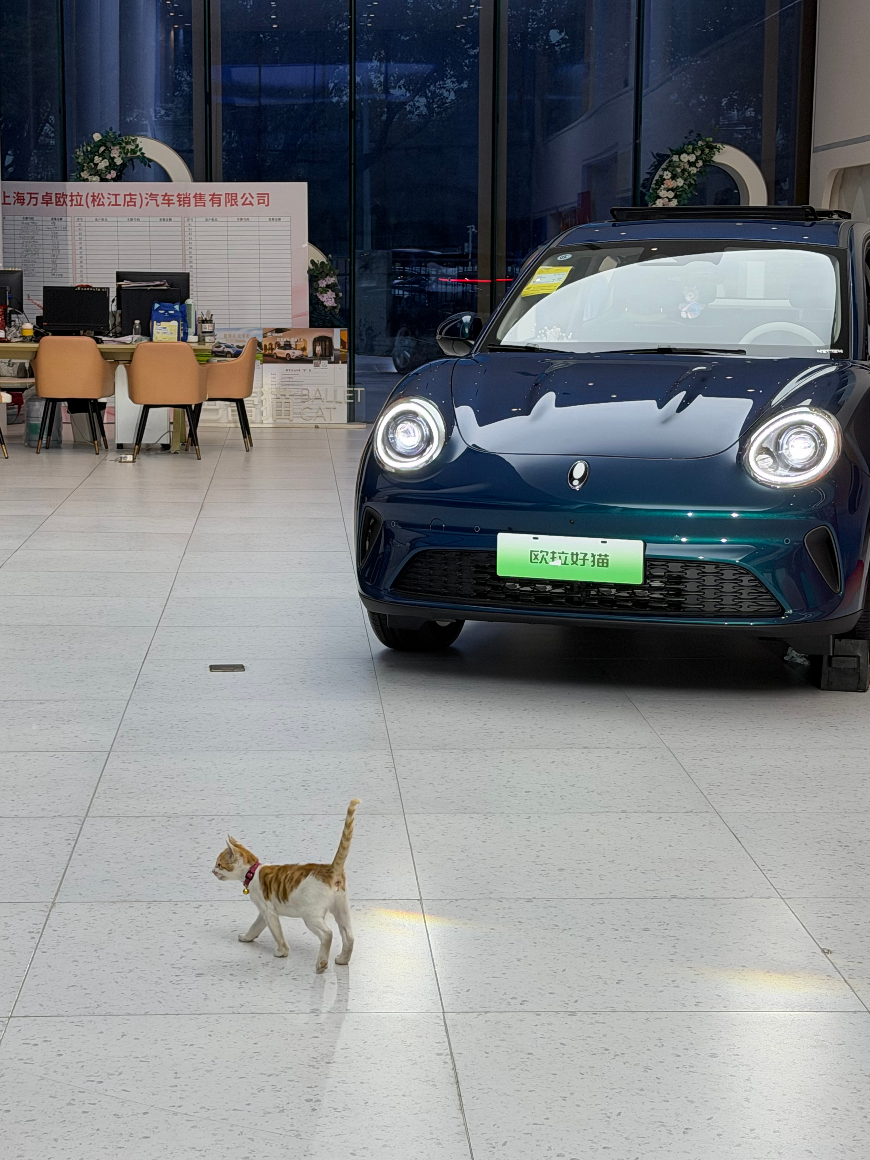 欧拉好猫对 我说的是真的这只好猫[送花花] ​​​