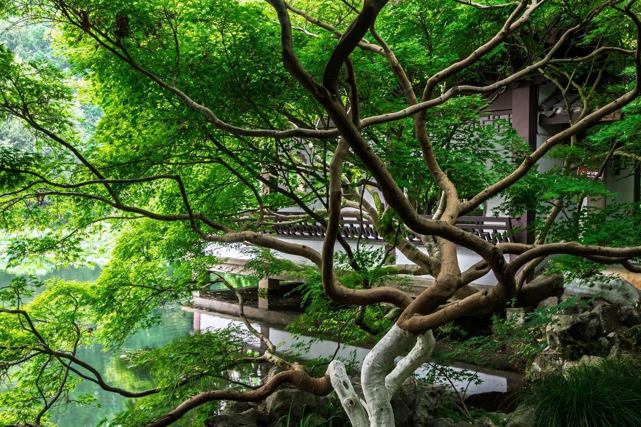 杭州西湖曲院风荷。杭州西湖曲院风荷中式园林里的诗意时光 庭院意境树 园林风景树