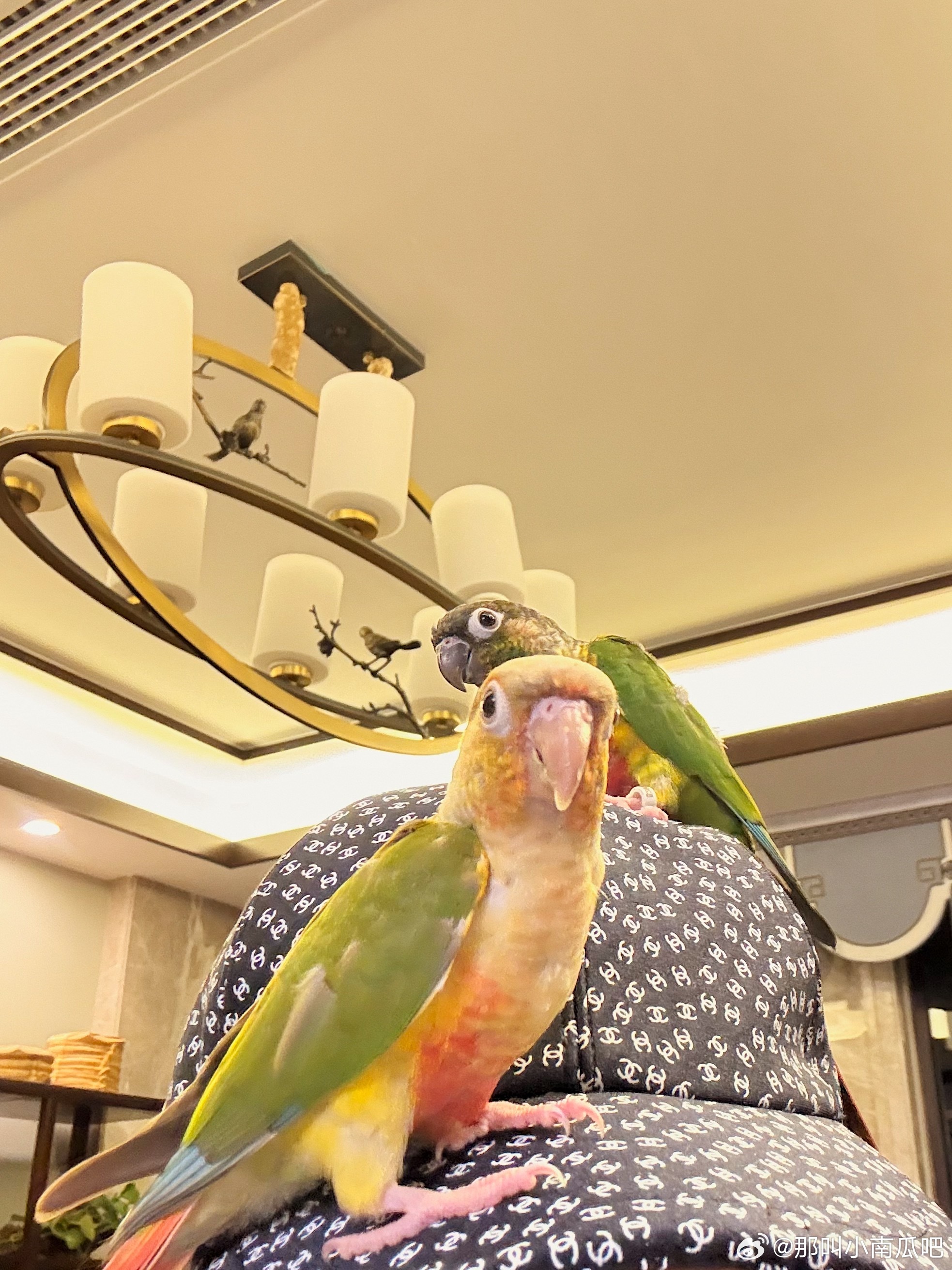 特种兵行程回了趟长兴办事儿 好久木有回家啦 发现老陈又有新宠了他真的喜欢养各种小