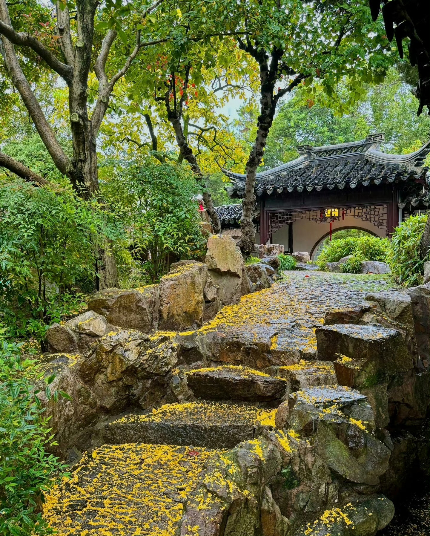“  桂花落时秋满庭 …  ” ​ ​​​