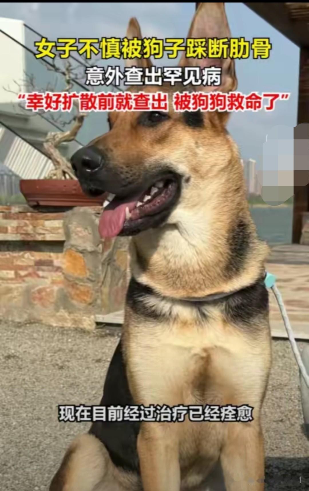 解释不清了！北京一只80斤的牧羊犬，突然跳主人身上，把她踩骨折了，谁料到医院一看