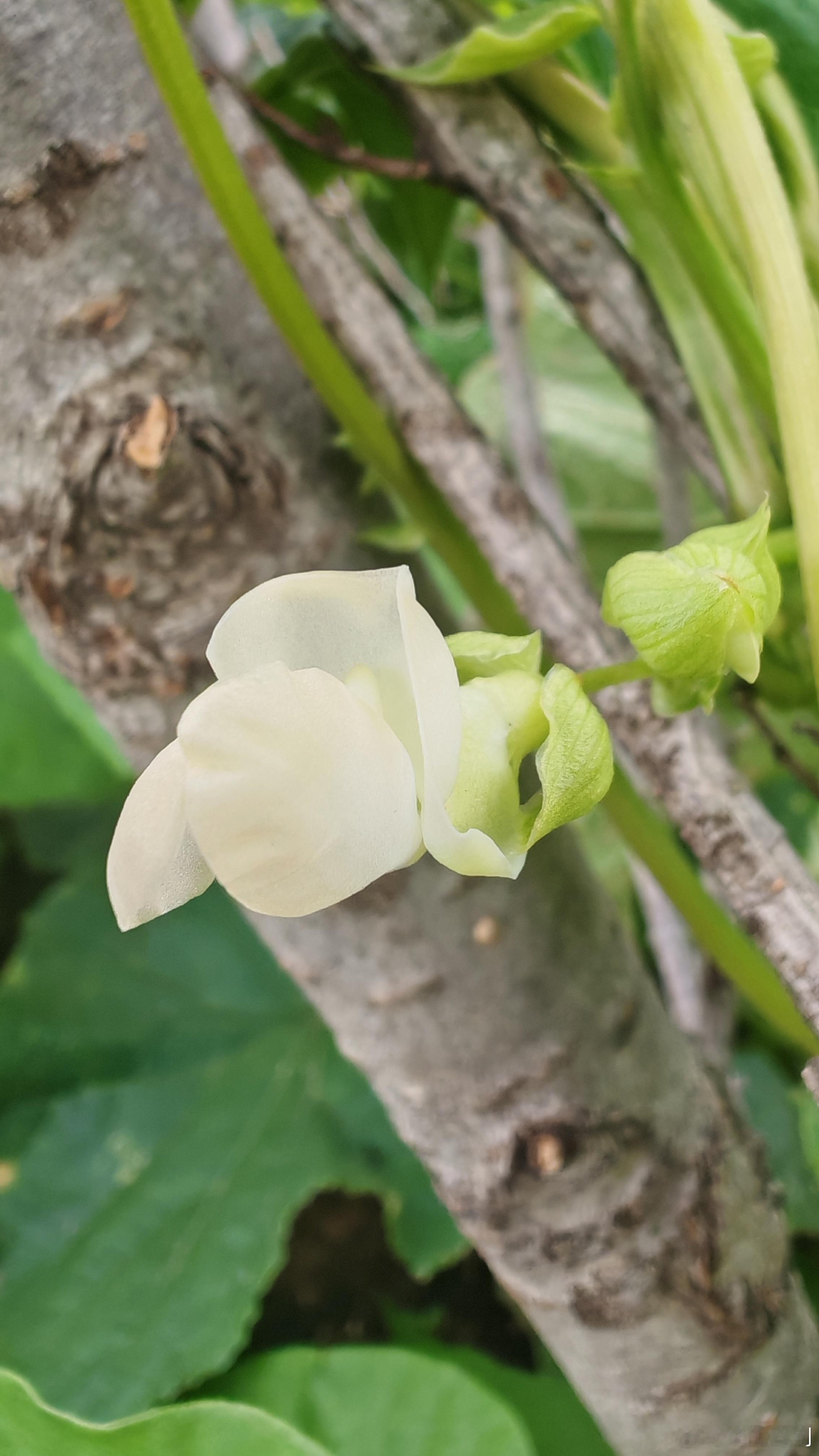 我的小菜园 