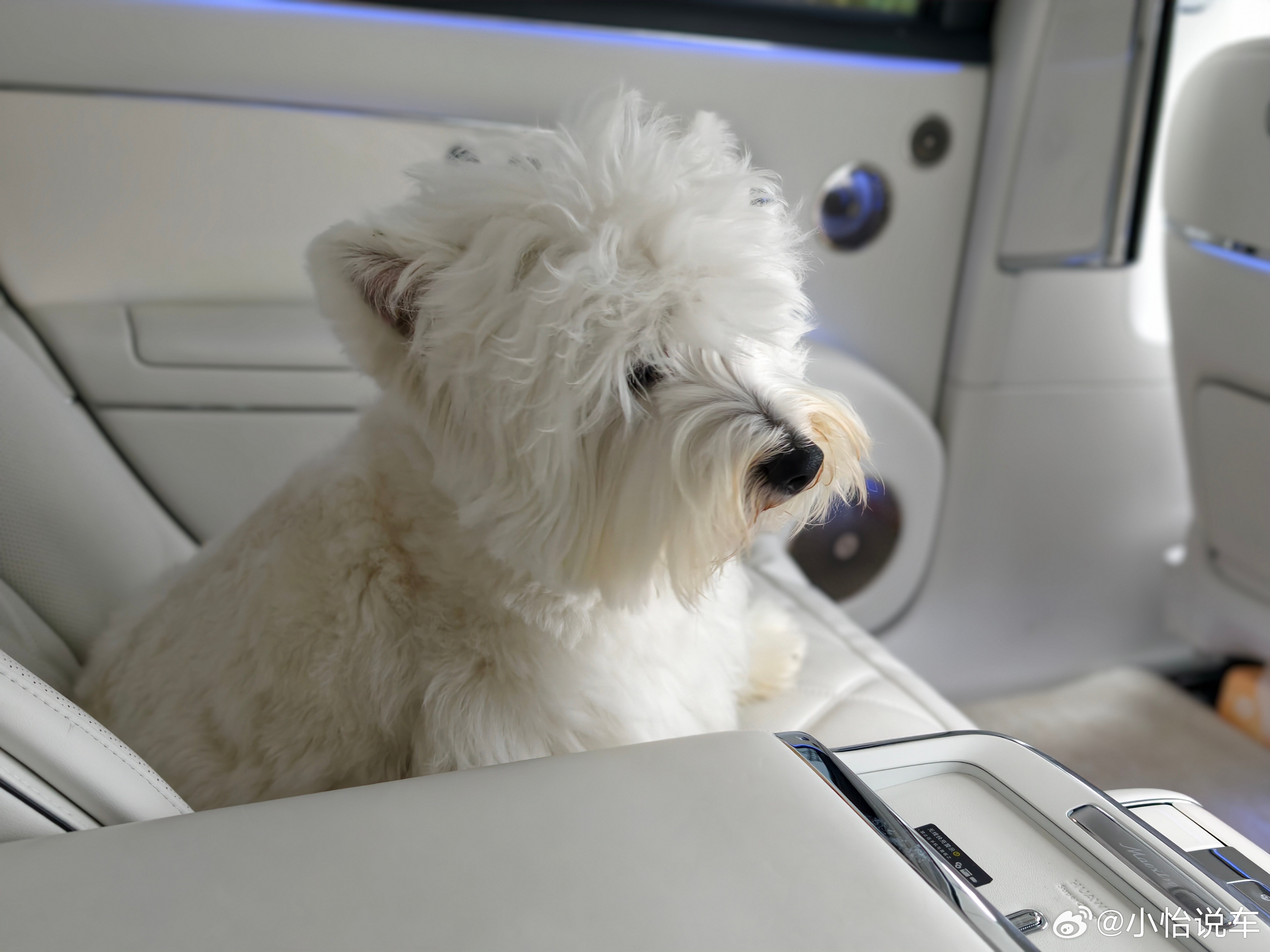 第一次带有财去商场溜达它好奇的像个20斤的孩子回来的时候一下就跳到了尊界s800