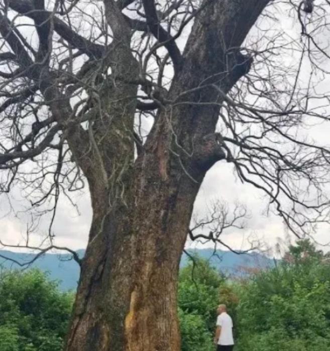 “纯属巧合？”江西赣州，一棵三四百年的古樟树突然枯死，巧合的是，同一时间，多个村