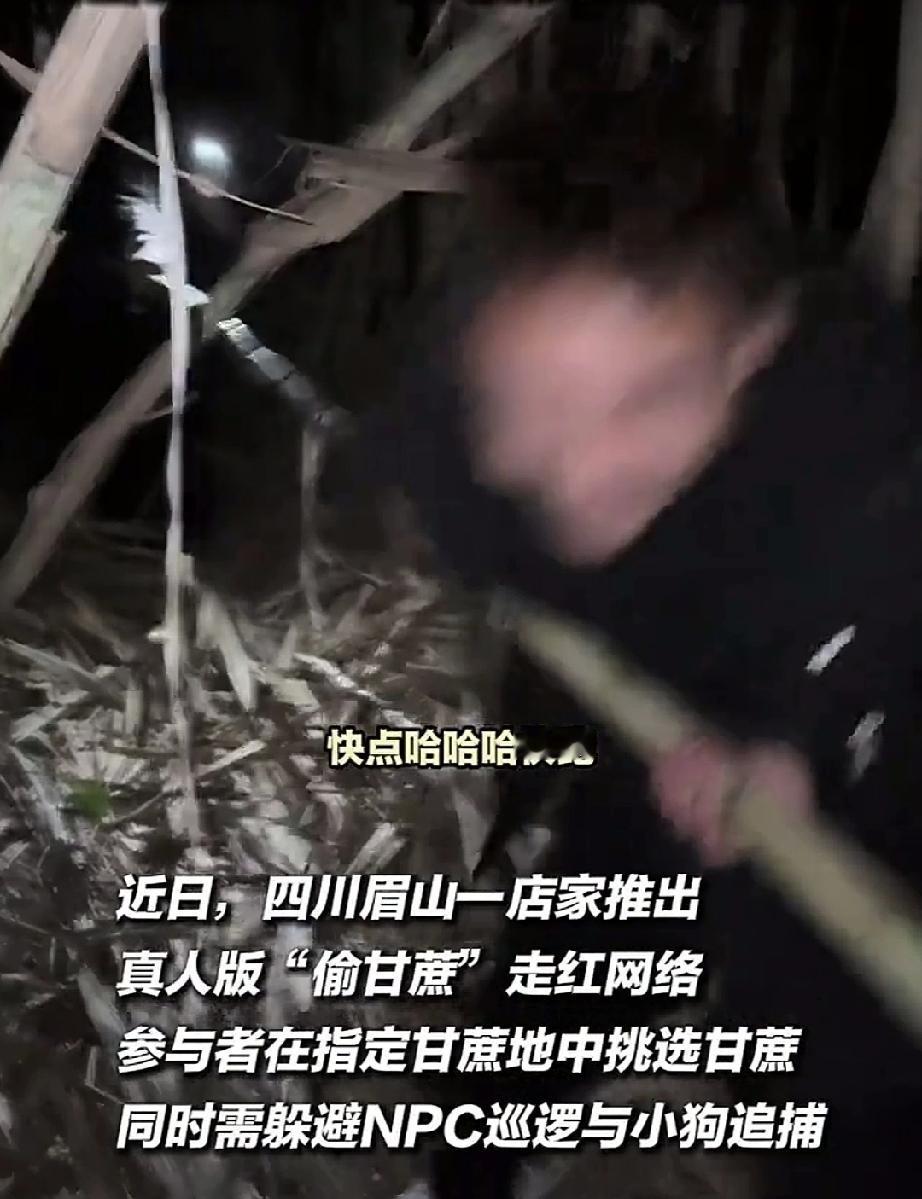 近日，四川眉山。老板带着小狗到自家的甘蔗地里巡逻，抓到了偷甘蔗的人。谁知，老板没