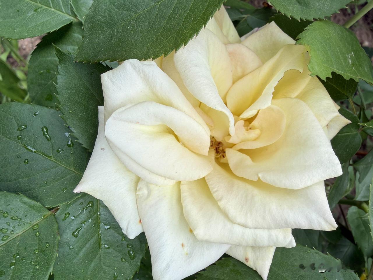 【小对联】
上：与生俱有；
下：……？