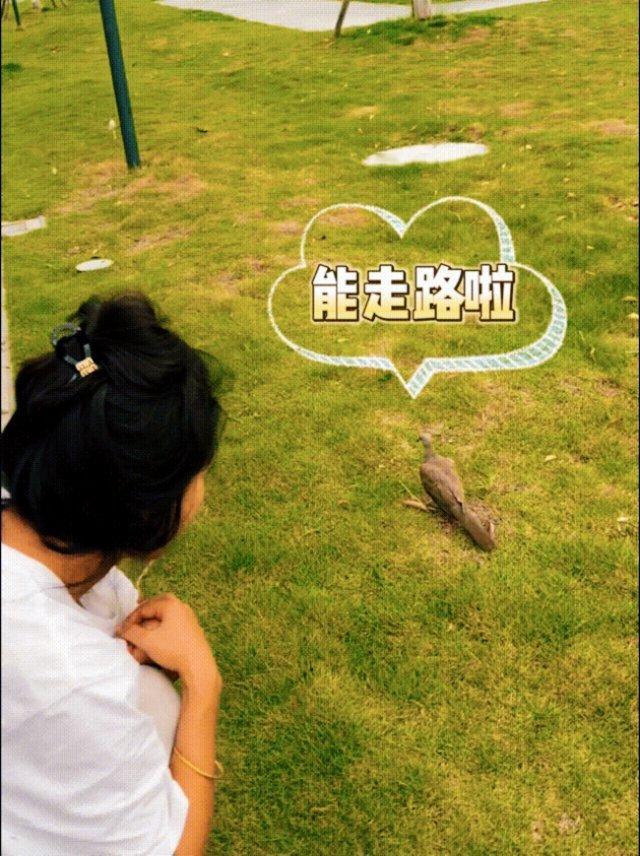 吉克隽逸救助受伤小鸟 真的被吉克隽逸这波爱心暖到了[心]，舞台上光鲜亮丽的大女王