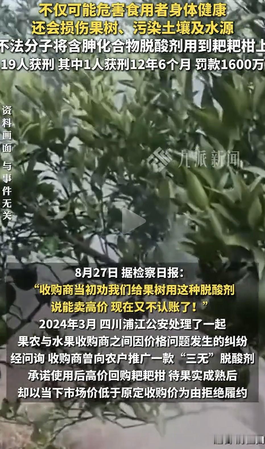 用含坤化物“脱酸剂”：让耙耙柑提前一个月上市！”2024年3月，四川蒲江，一桩果