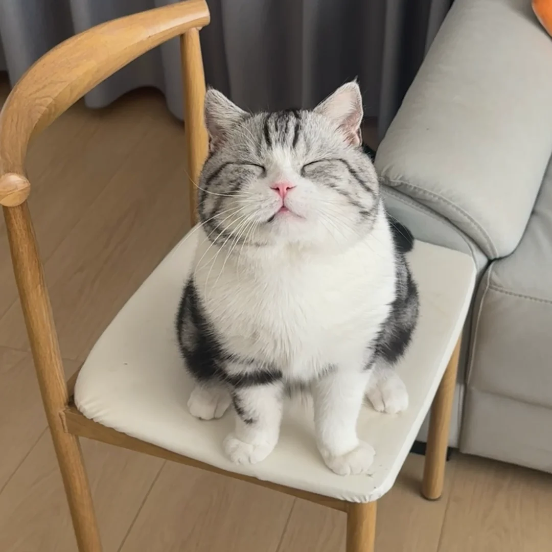 我妈说个不高的养的猫腿也短！